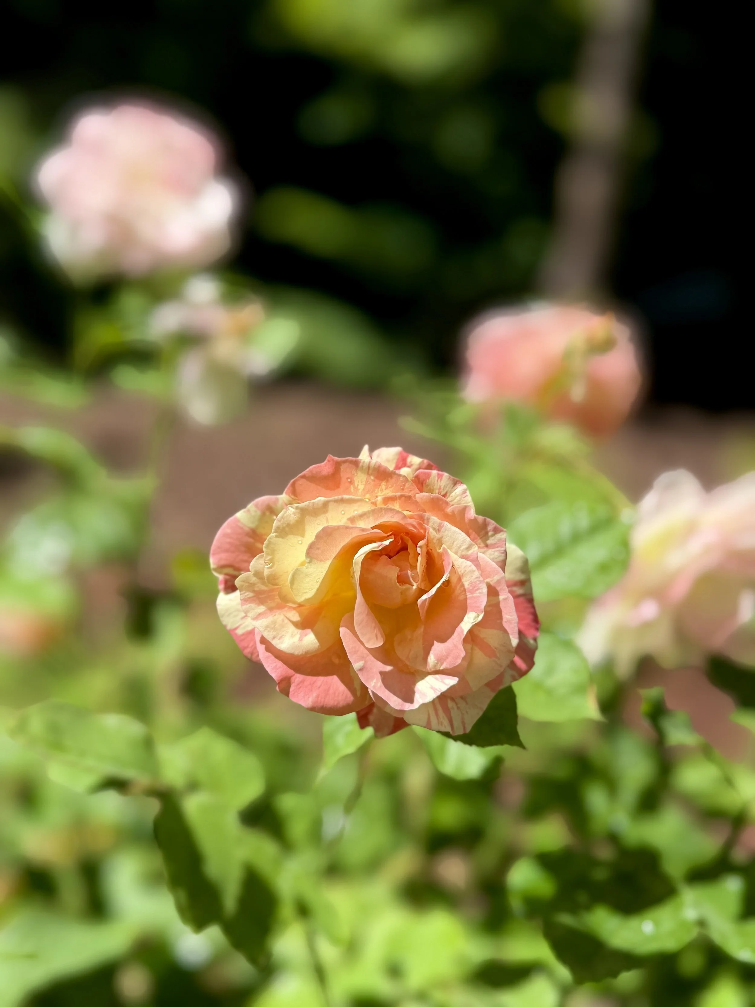 Close-up of a multicolored flower with pink, yellow, and orange petals among green foliage.