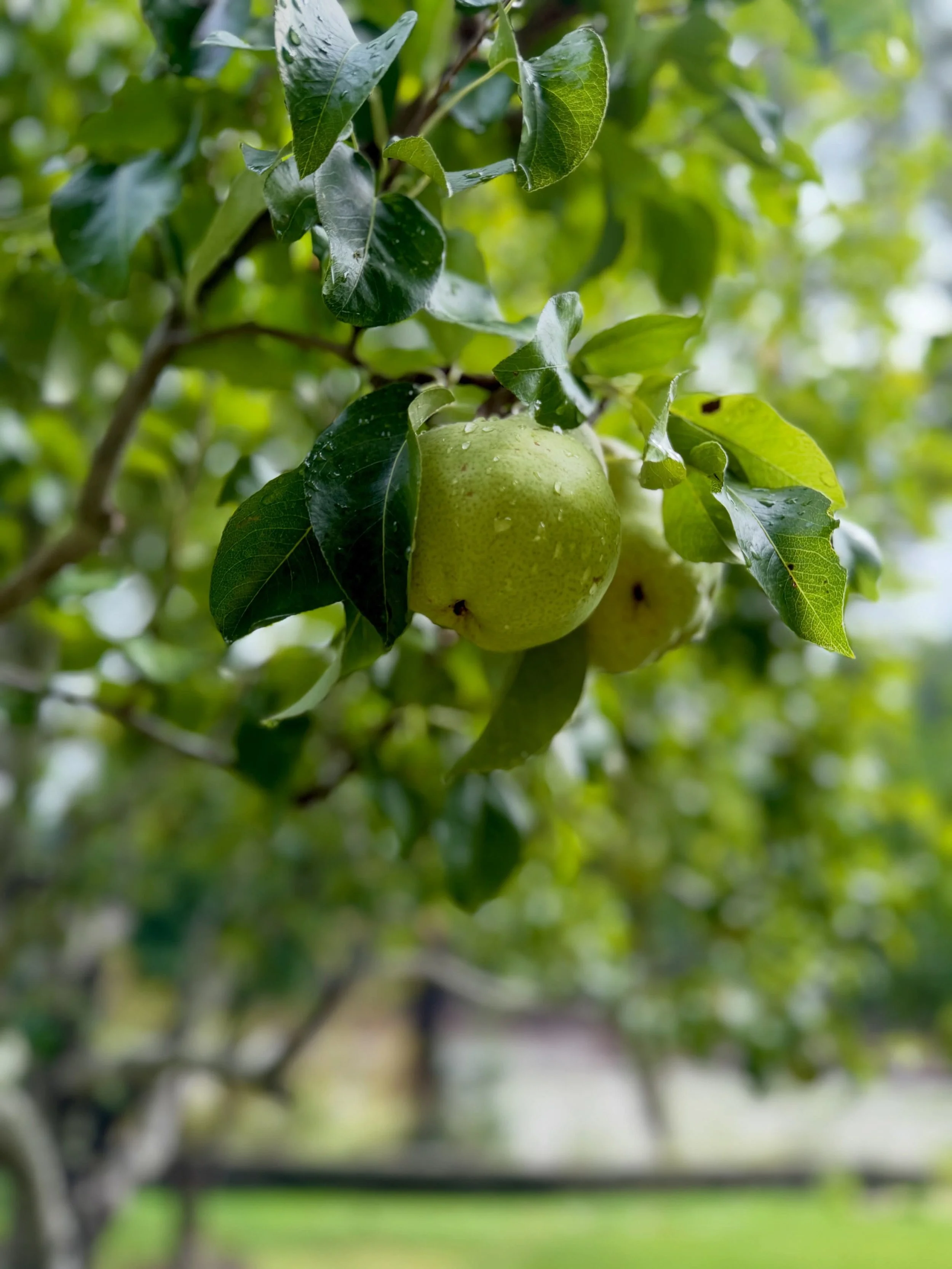 Orchard Area Pear Tree Fruit FB.jpg