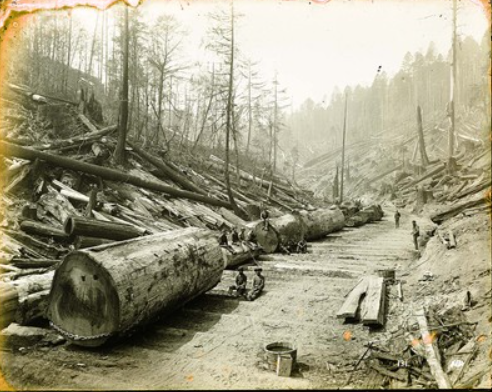 Black and white photo of a logging site with large felled trees along a dirt road, with people working and walking amid the logs.