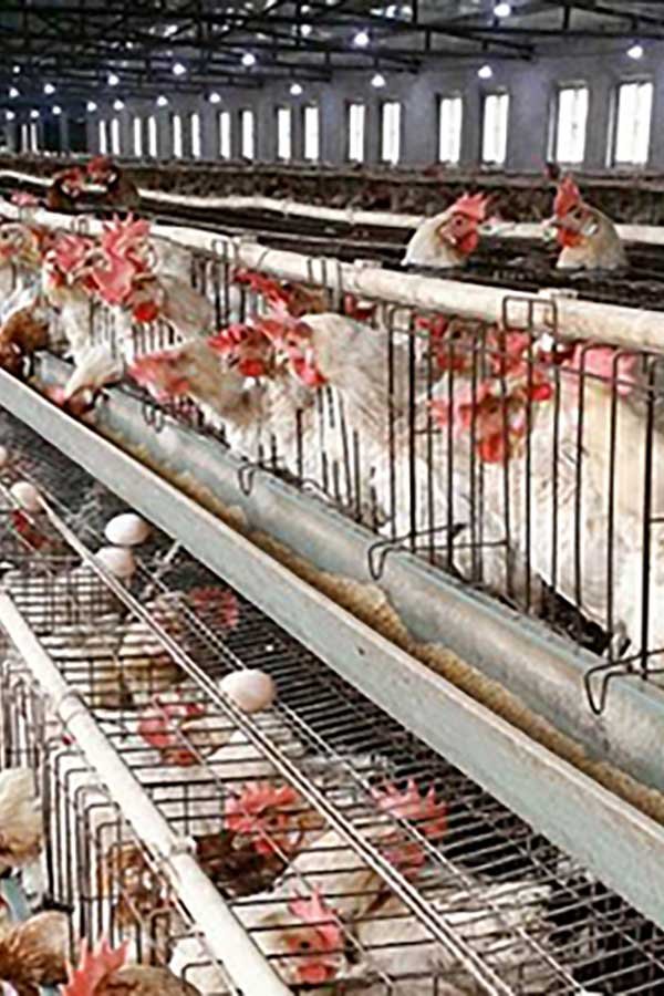 chicken-farm.jpg
