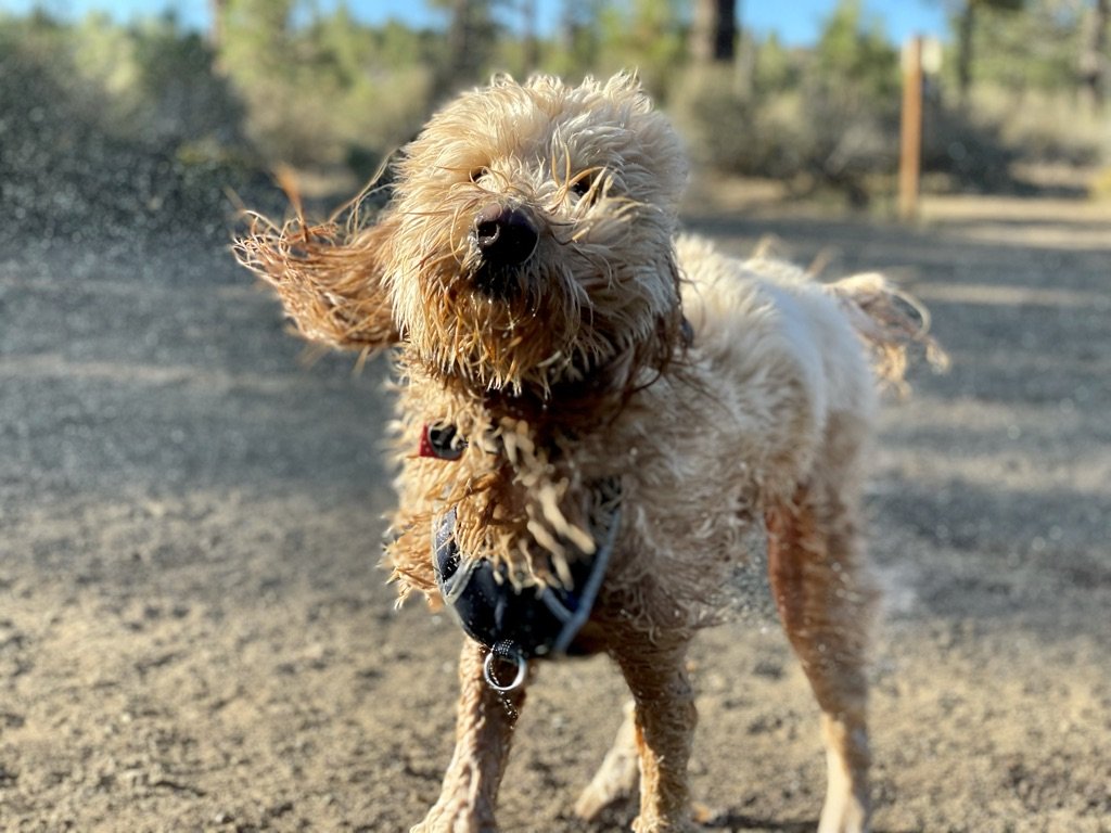 Drama having a day at Good Dog Beach 