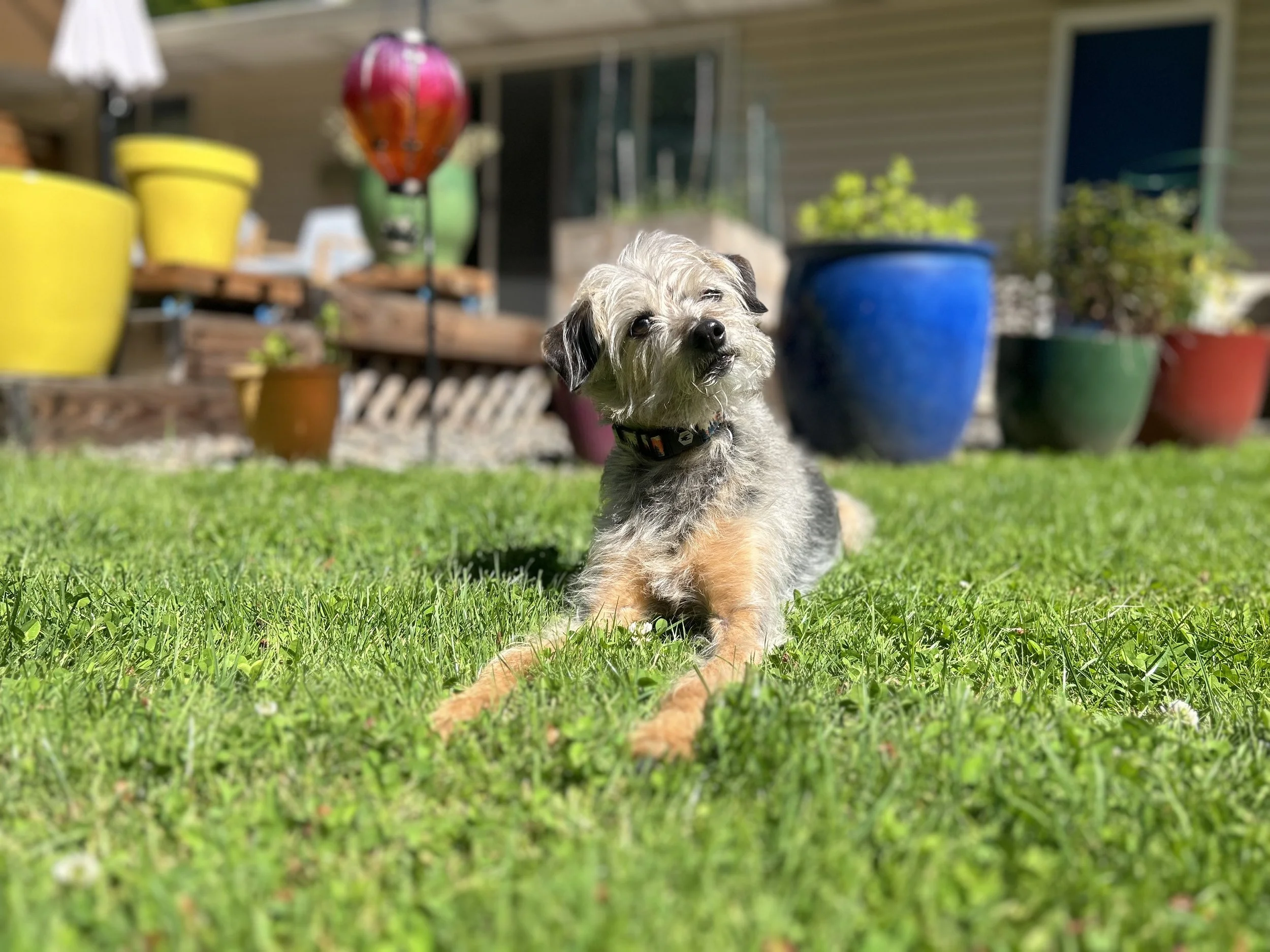 A dog lays in a yard, tilting his head toward the camera