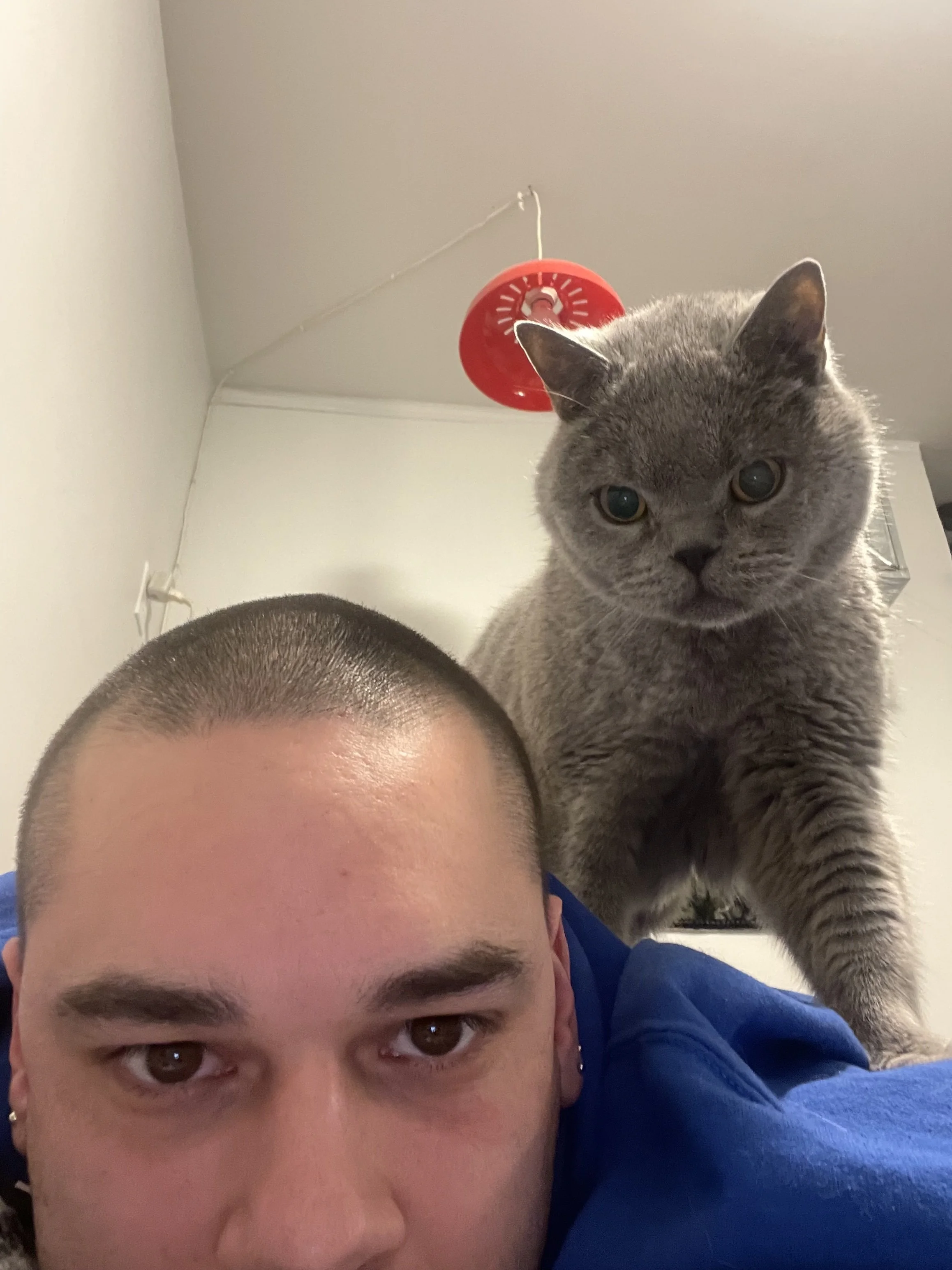 A man looks directly into the camera with a gray cat perched on his shoulder