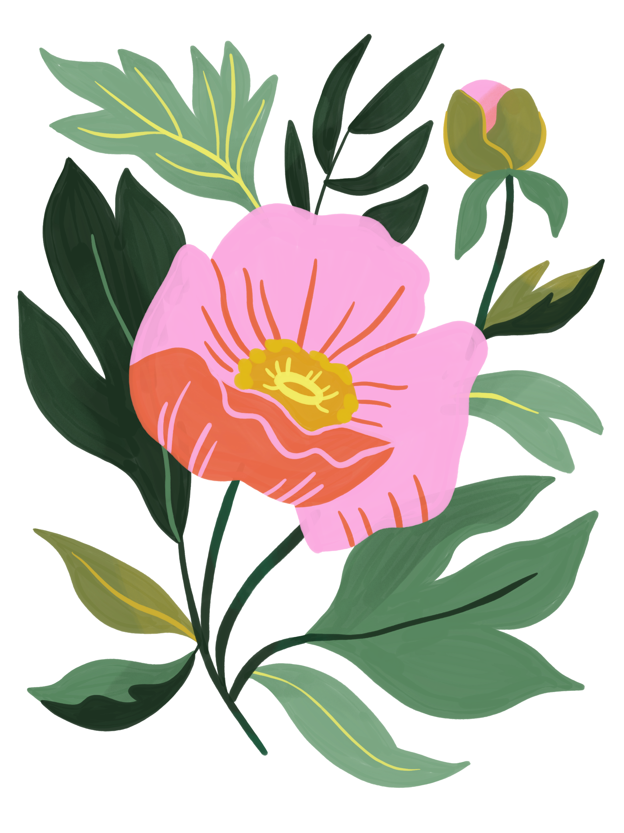 Peony.png