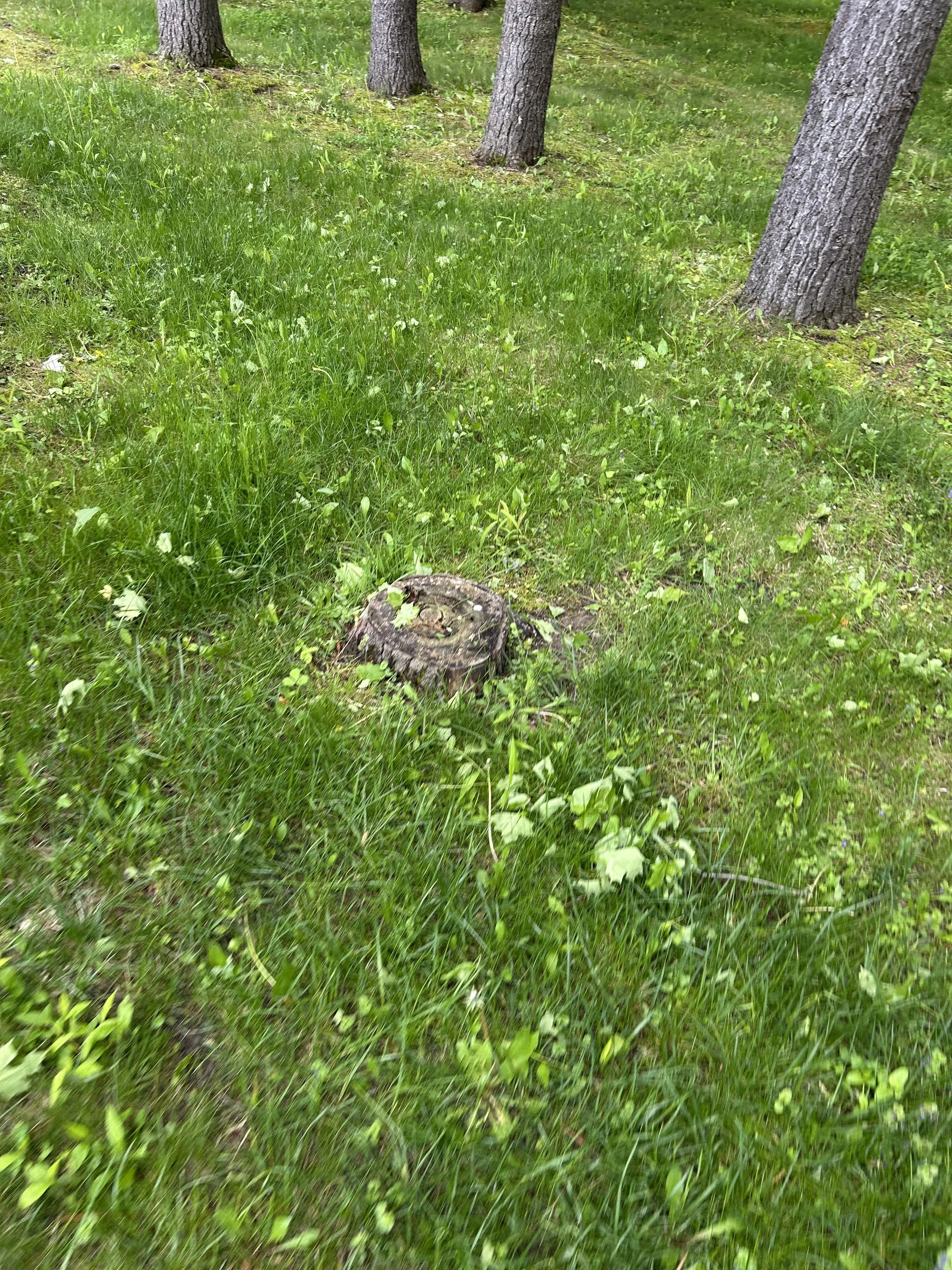 IMG_3139.jpeg