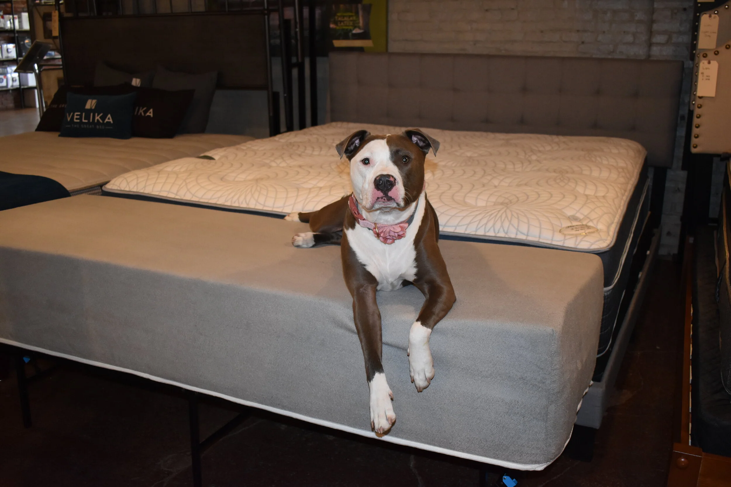 Dog Bed Mattress Extender Customized Elevated Dog Bed for Human Mattress