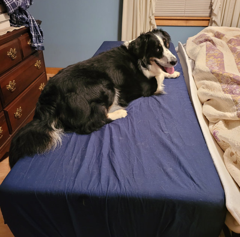 Dog Bed Mattress Extender Customized Elevated Dog Bed for Human Mattress