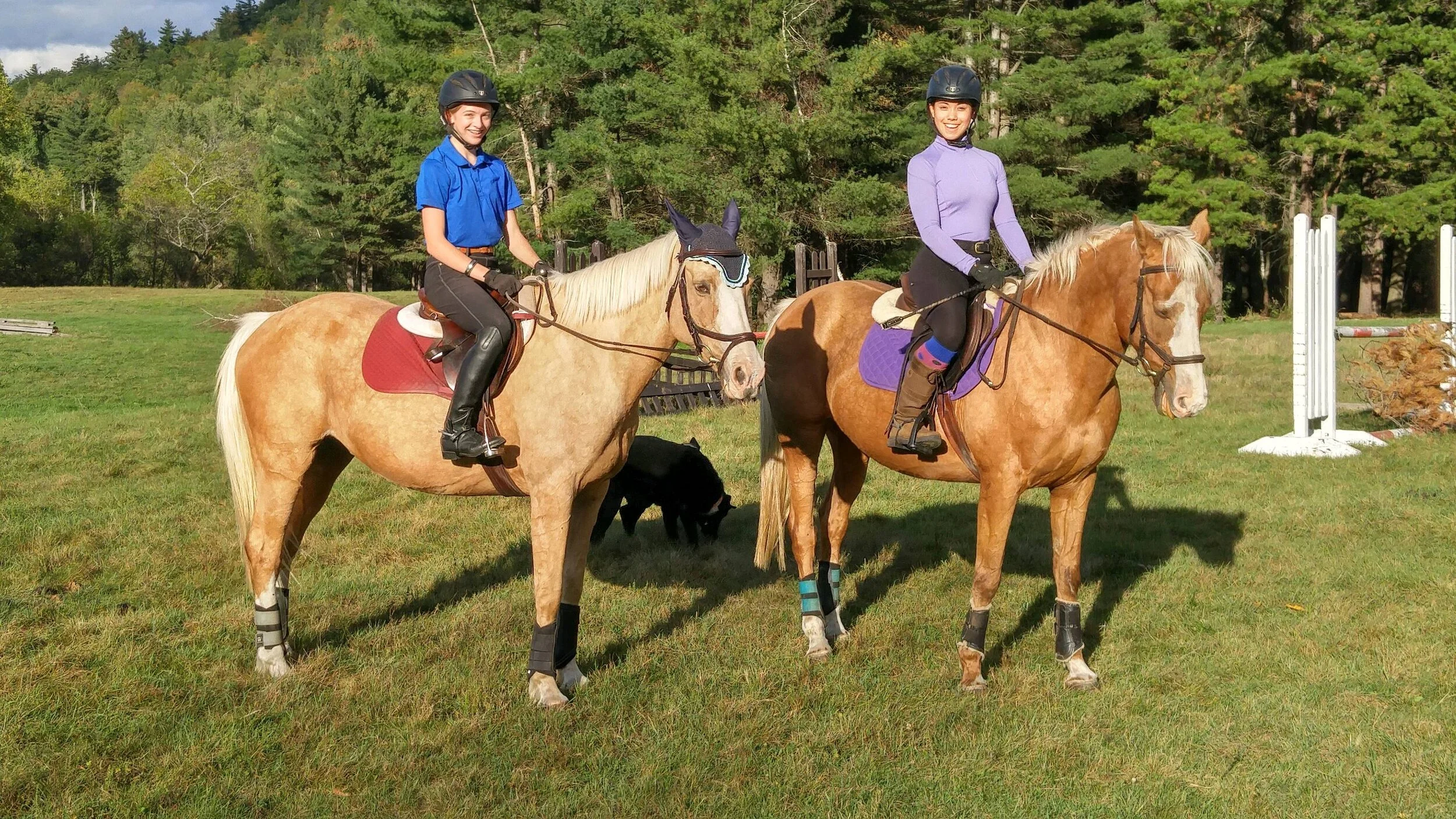 Willow Hill Farm | Discover Quality Equine Care