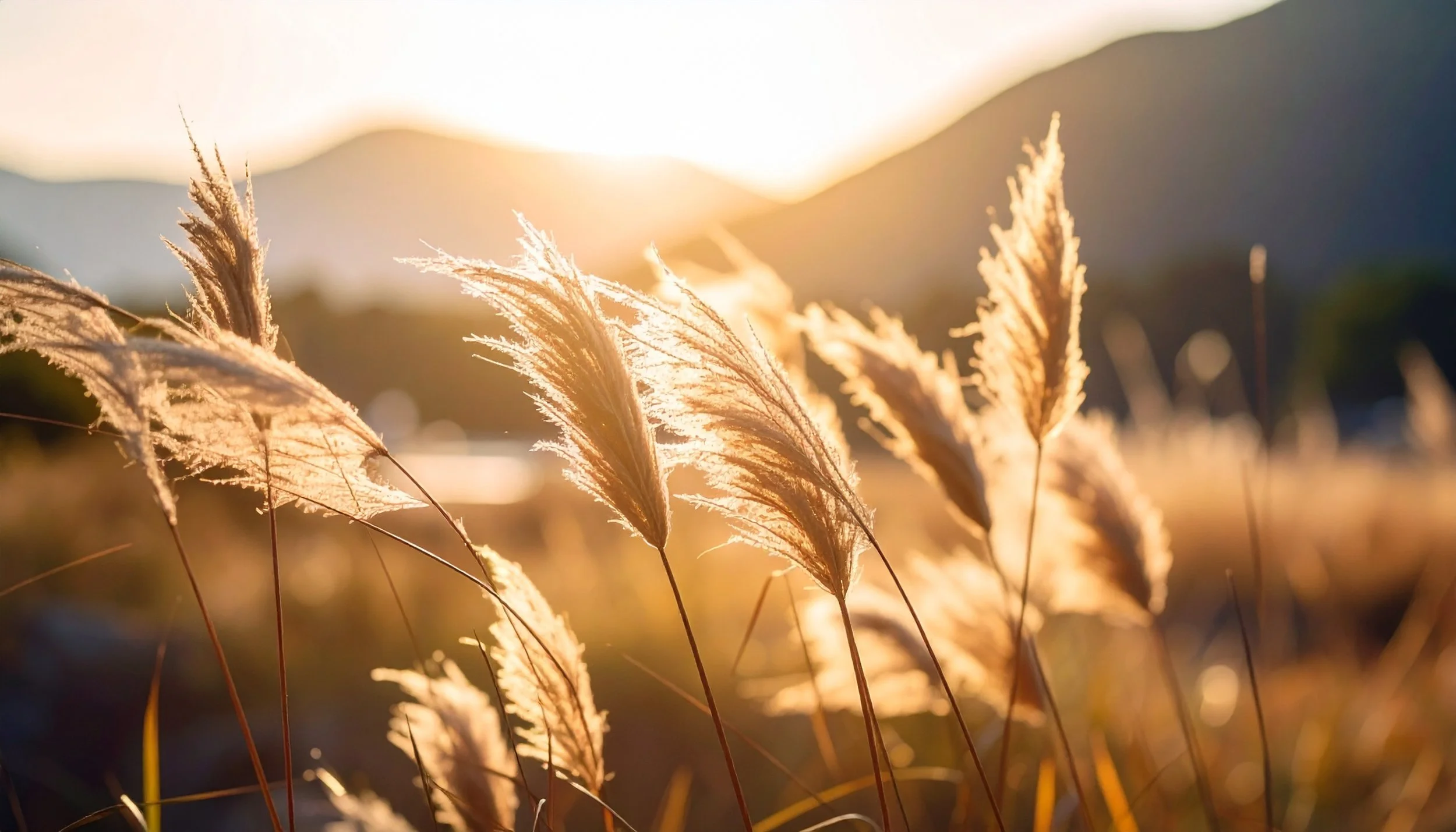Firefly_grass gently blowing in the win