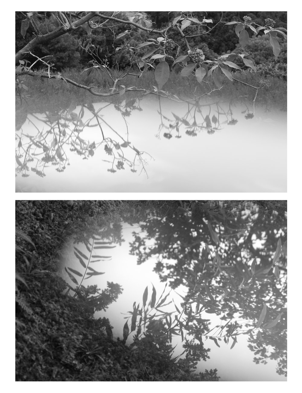 AboutTrees-Diptych1.jpg