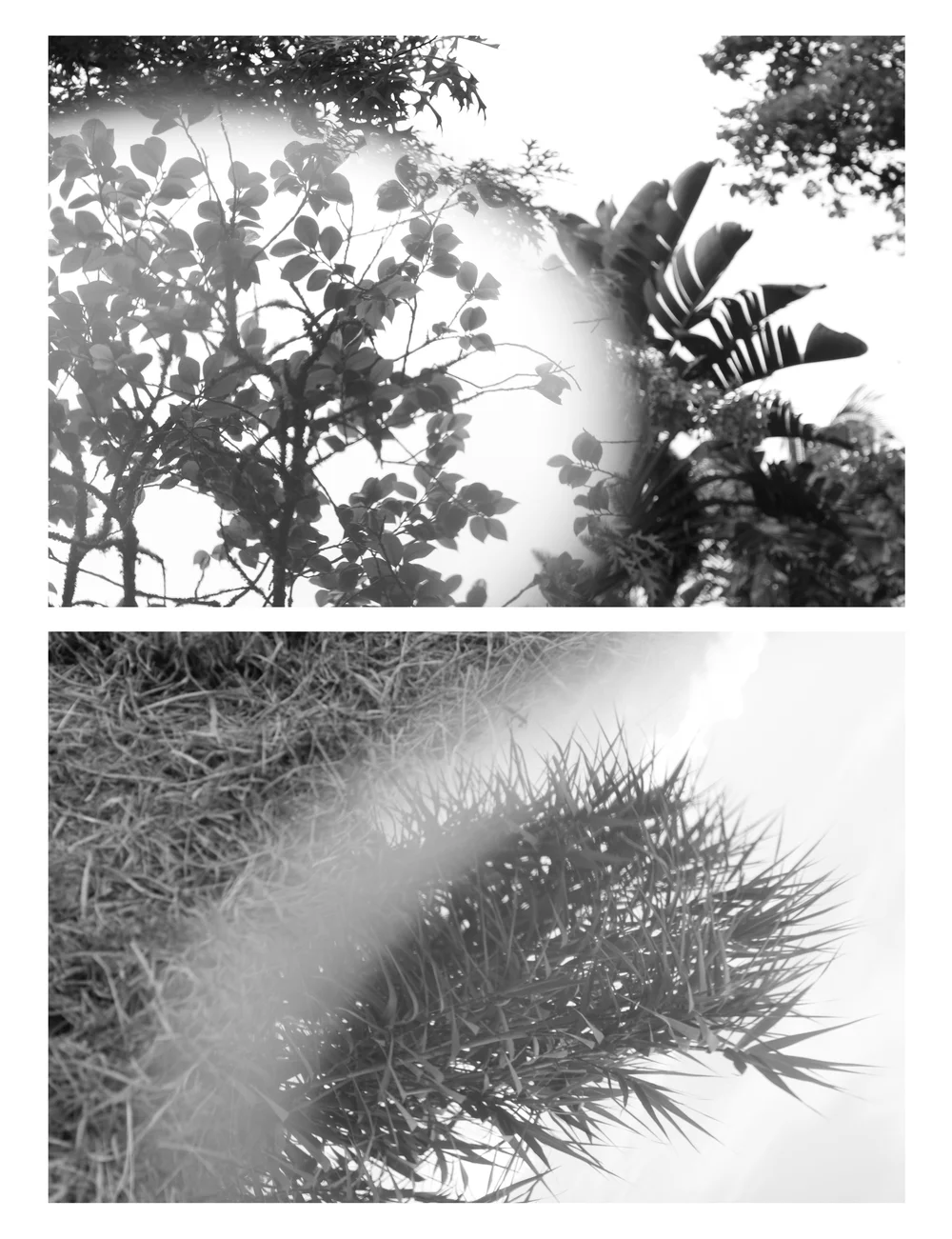 AboutTrees-Diptych4.jpg