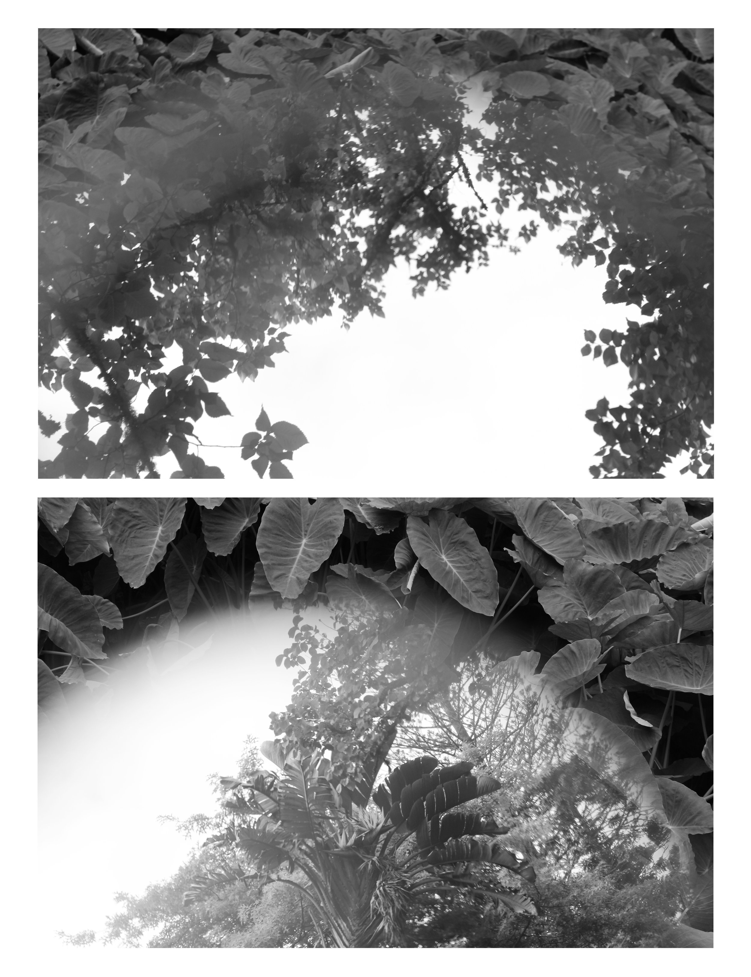 AboutTrees-Diptych5.jpg