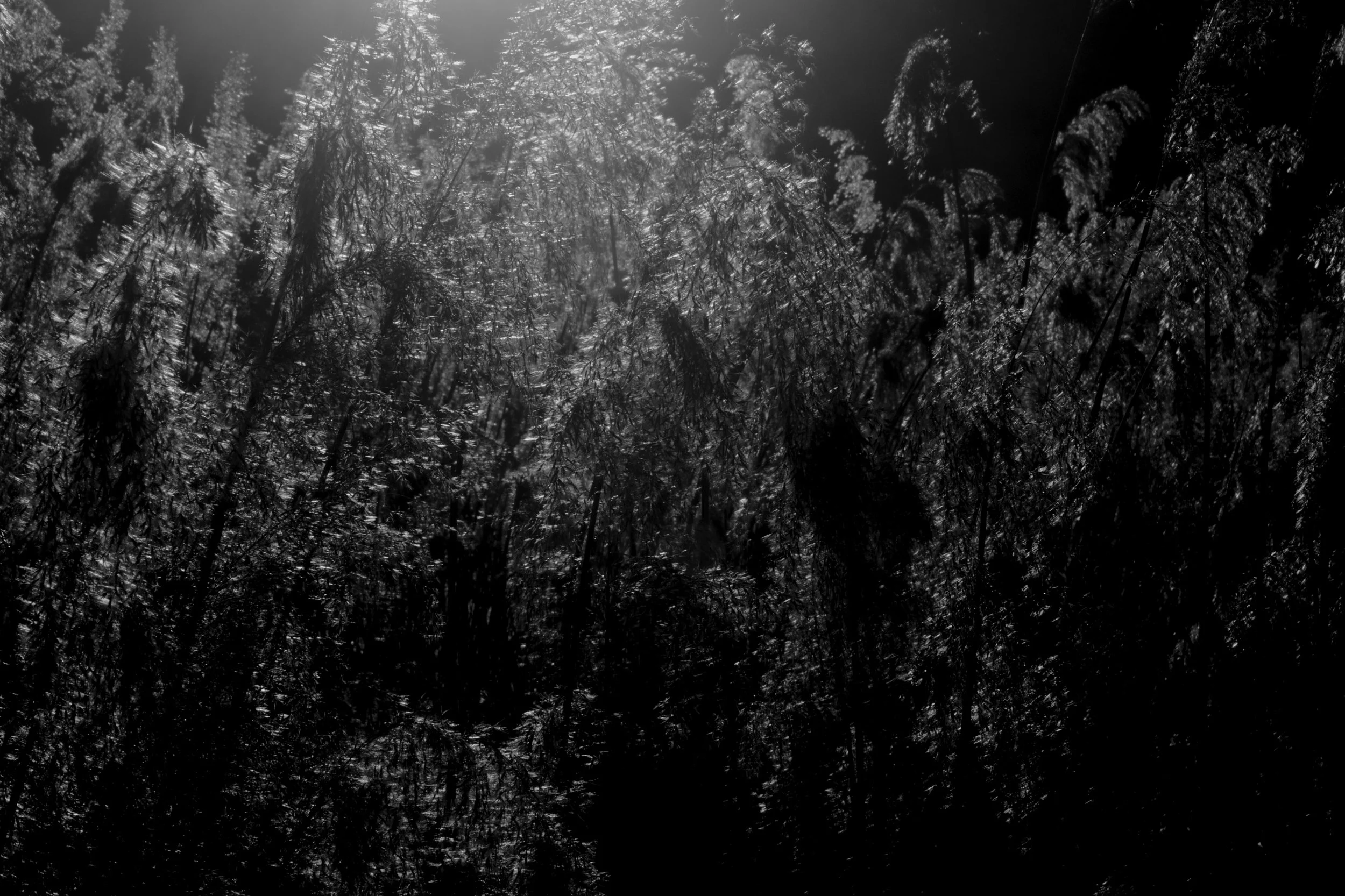 poetics of the eye 2 by ruxandra mitache.JPG