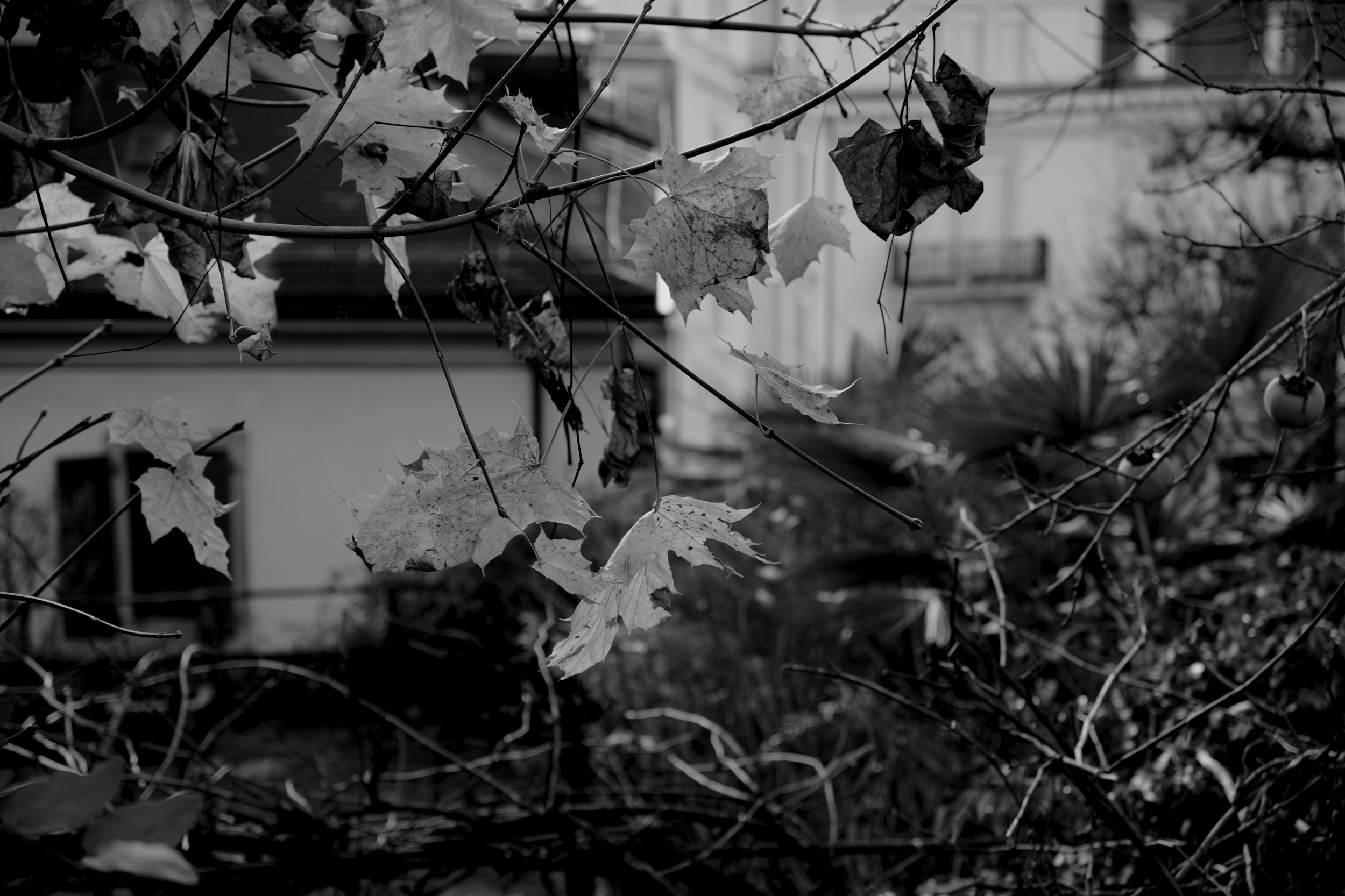 poetics of the eye 7 by ruxandra mitache.JPG