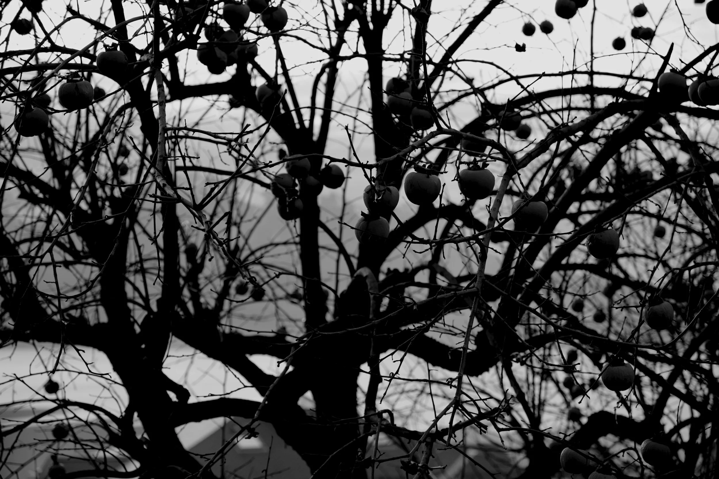 poetics of the eye 8 by ruxandra mitache.JPG