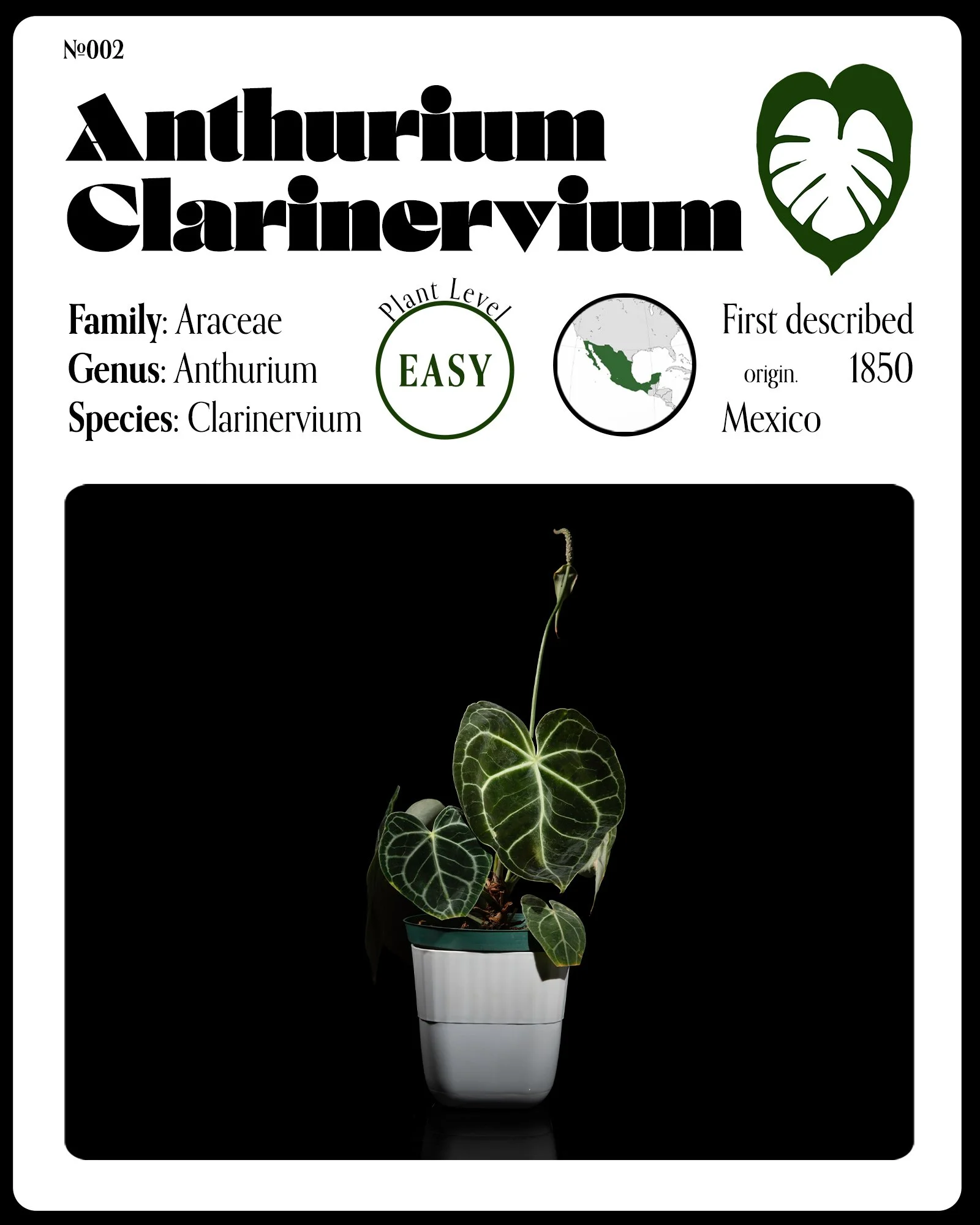 Infographic about Anthurium clarinervium, a plant from the Araceae family, native to Mexico, first described in 1850. The plant is easy to grow and is shown in a white pot against a black background, featuring large, dark green leaves with prominent white veins.