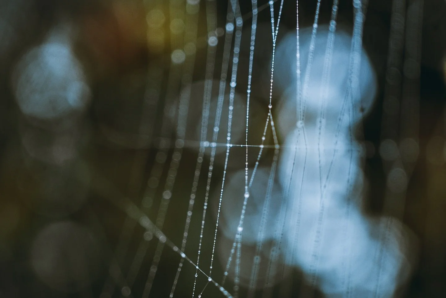 Intricate spider web // Pictures don&rsquo;t do it justice how massive this web is // Macro shots of the web on a wet, grey morning

#spider #web #morning #dew #nature #naturephotography e