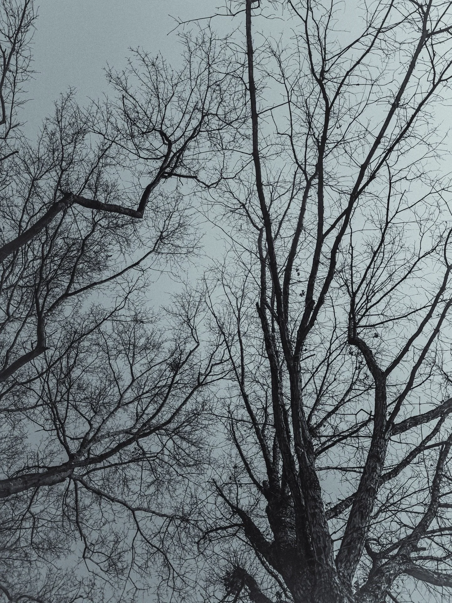 Cold winter&rsquo;s night // Sometimes you just have to tilt your head back and see the world in a different way

#nature #cold #winter #trees