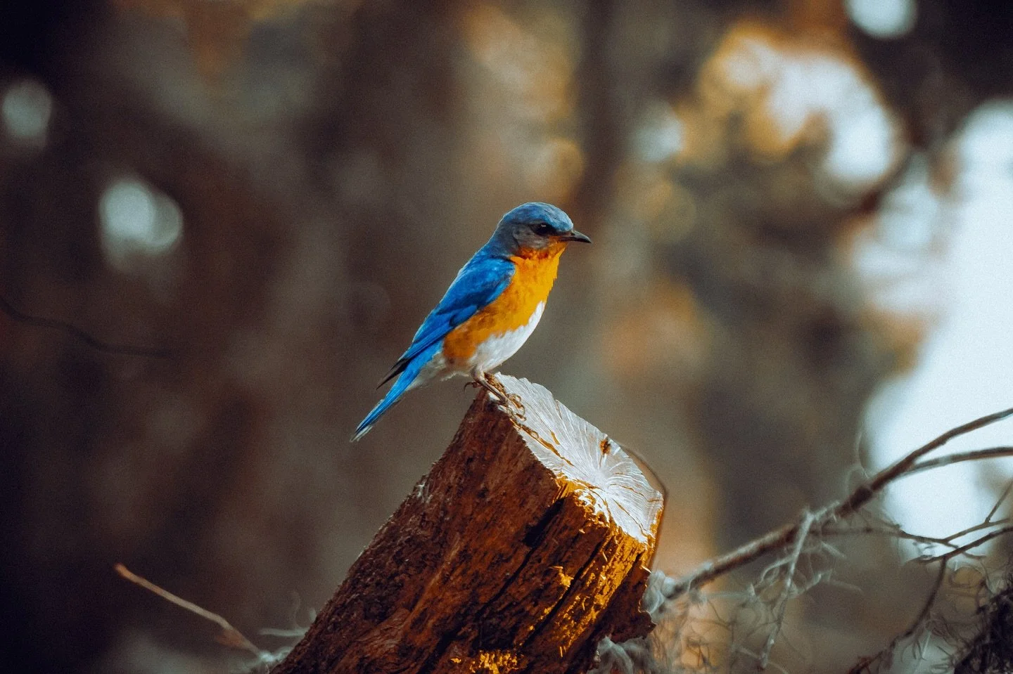 Blue Bird on a tree limb

#nature #naturephotography #photo #blue #bird