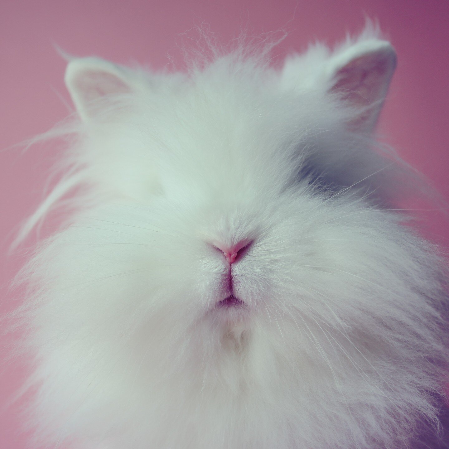 an official welcome to mr jubilee cloud 🐰☁️ he's kinda been the center of my life lately 🖤
.
#seattlebunnies #lionheadbunny #cutestbunnyever #actualangel