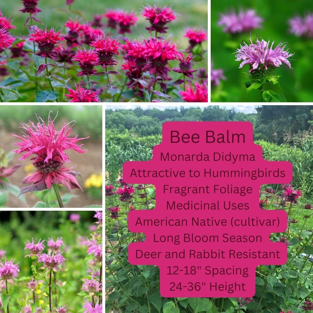 Bee Balm.jpg