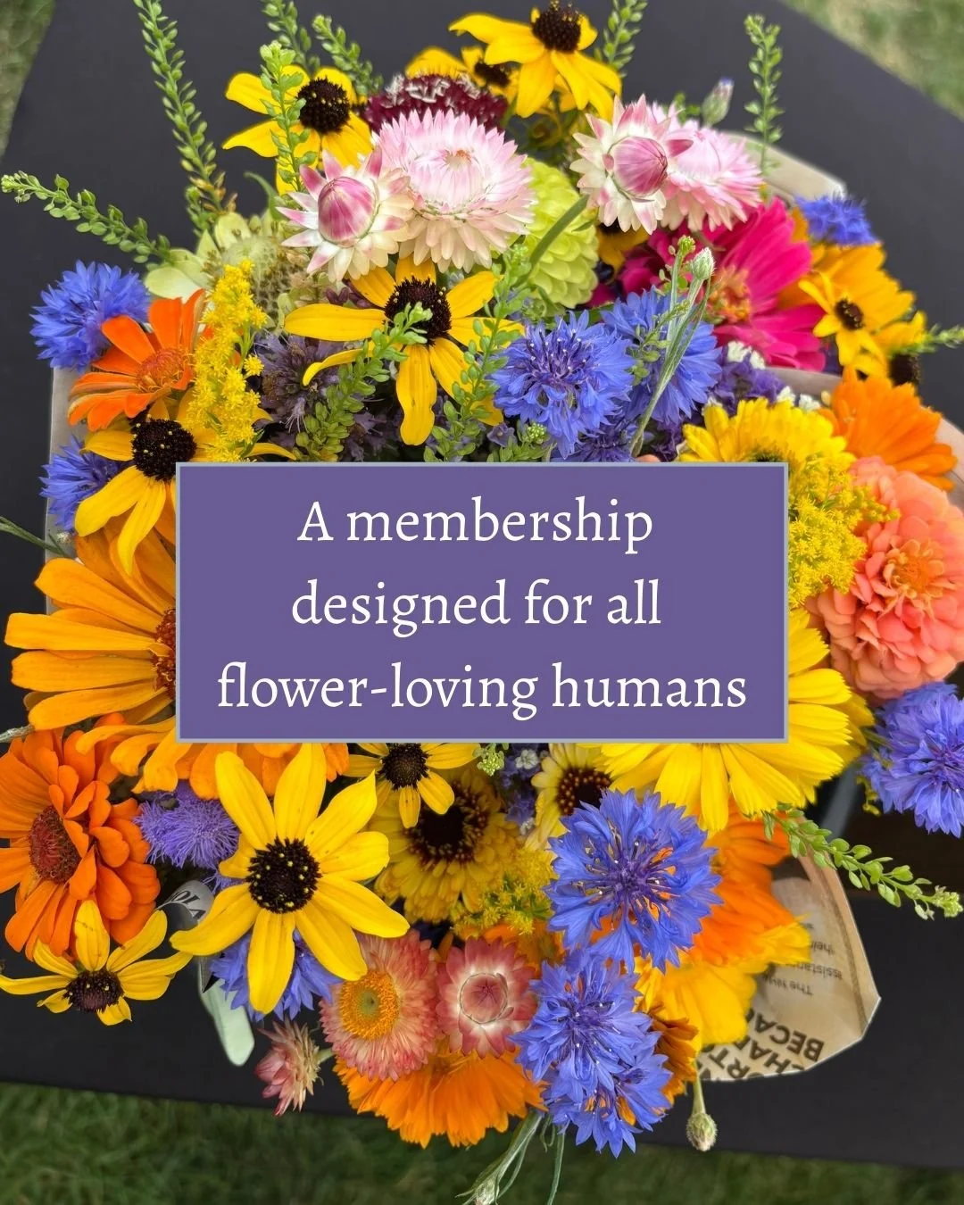 flower loving humans.jpg