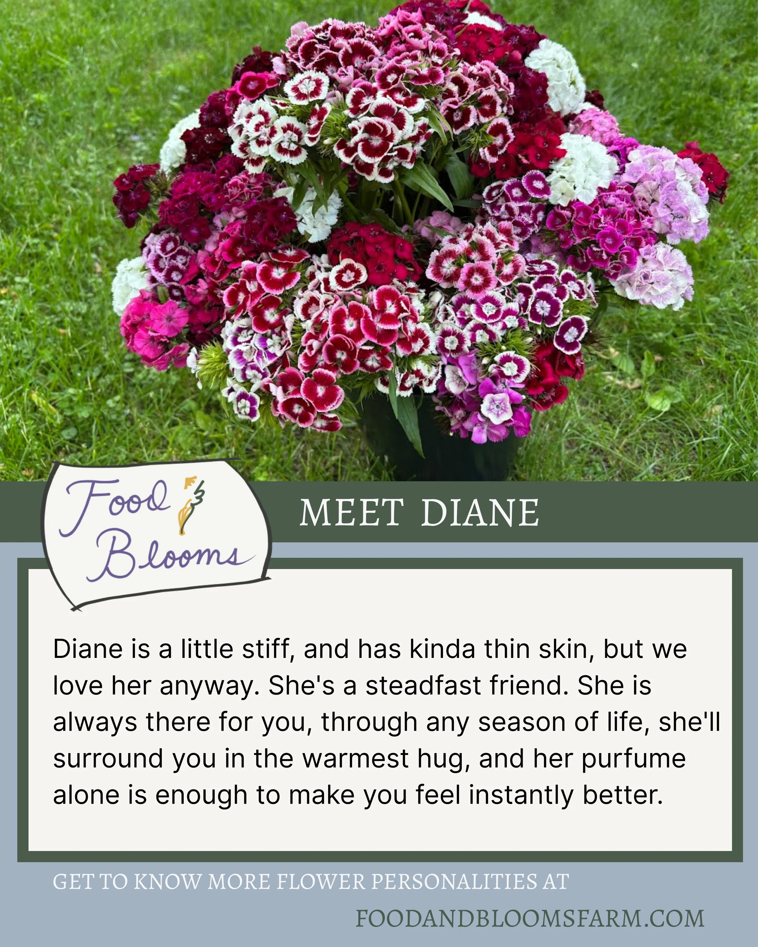 Meet Diane