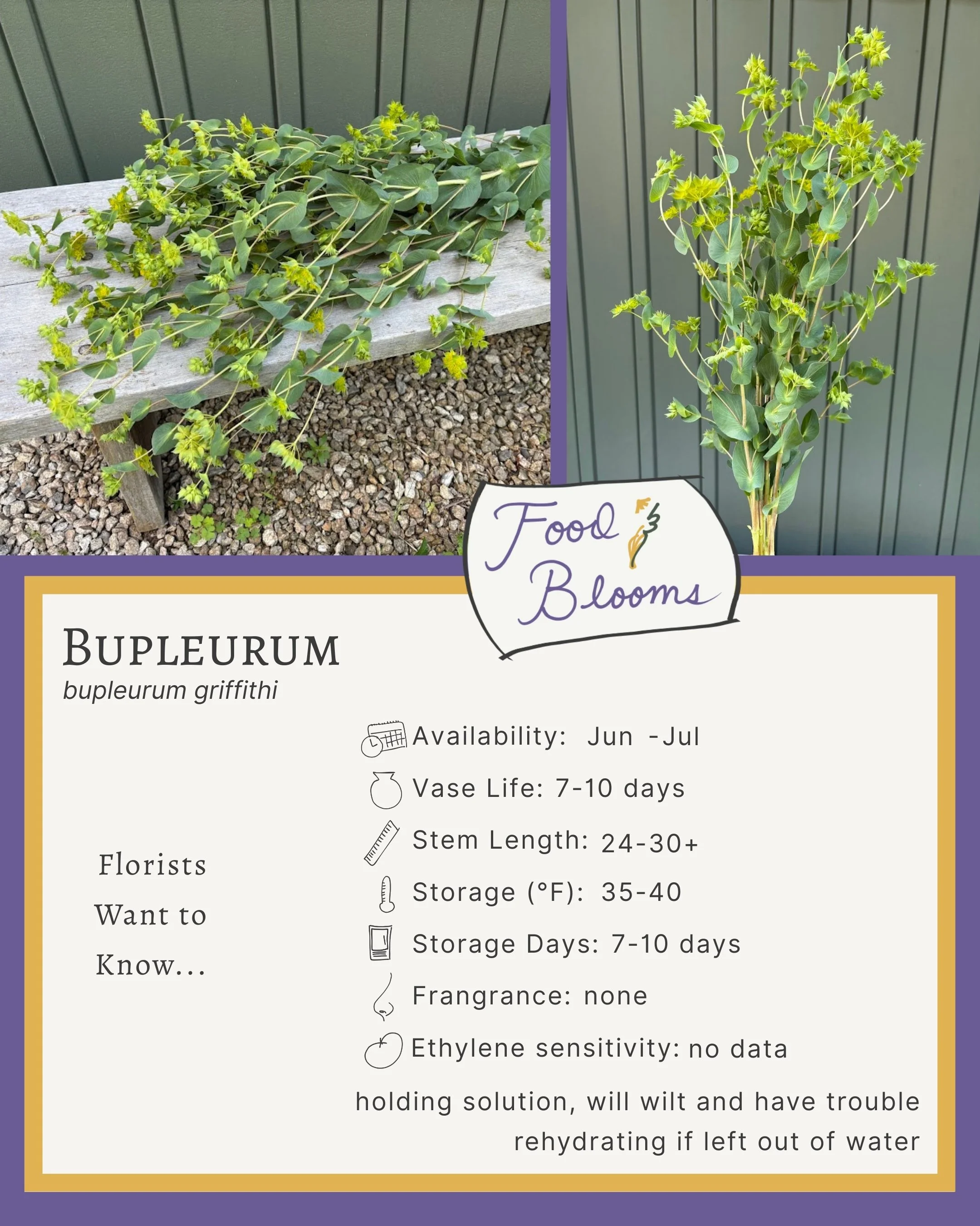 Bupleurum 1.jpg