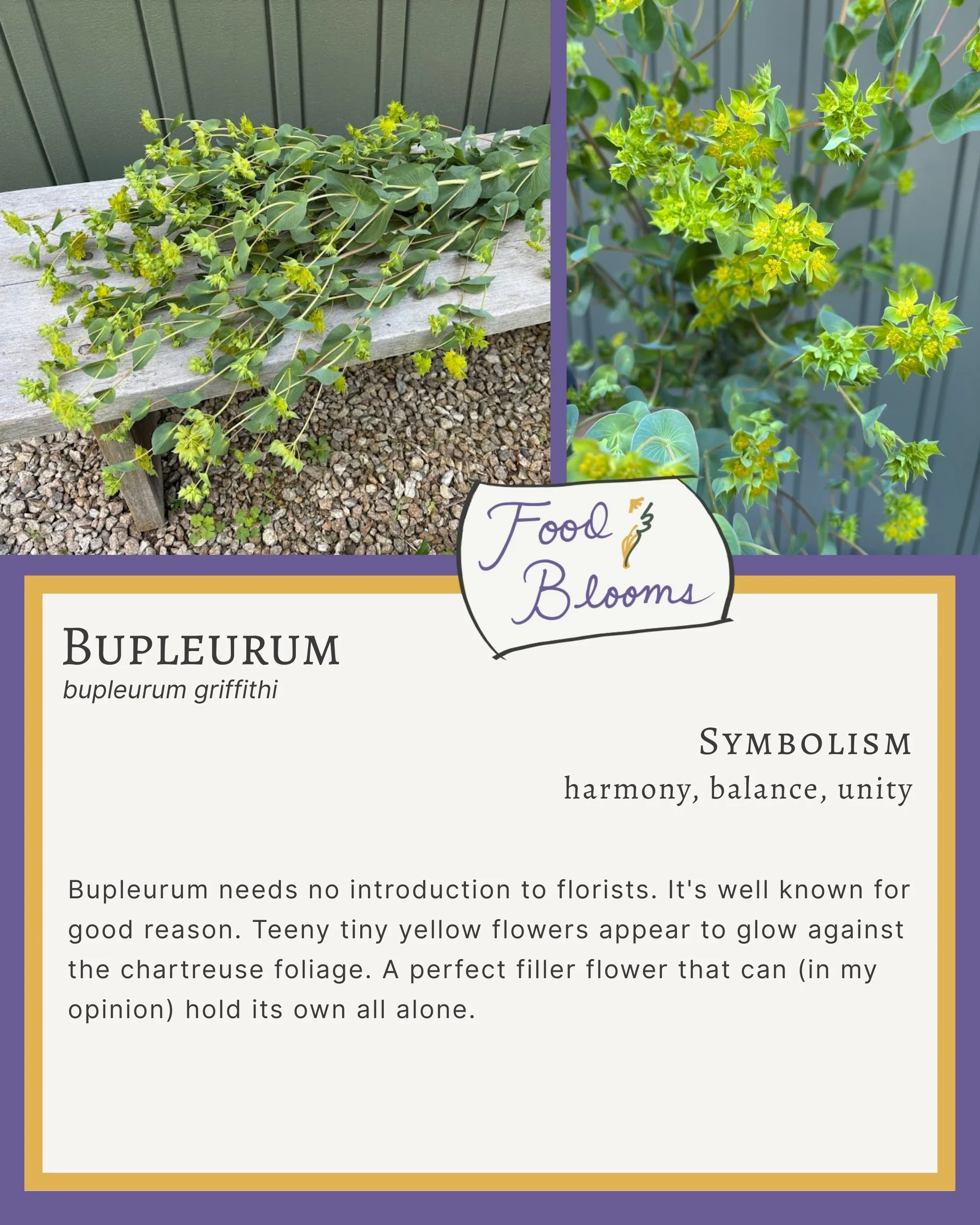 Bupleurum 2.jpg
