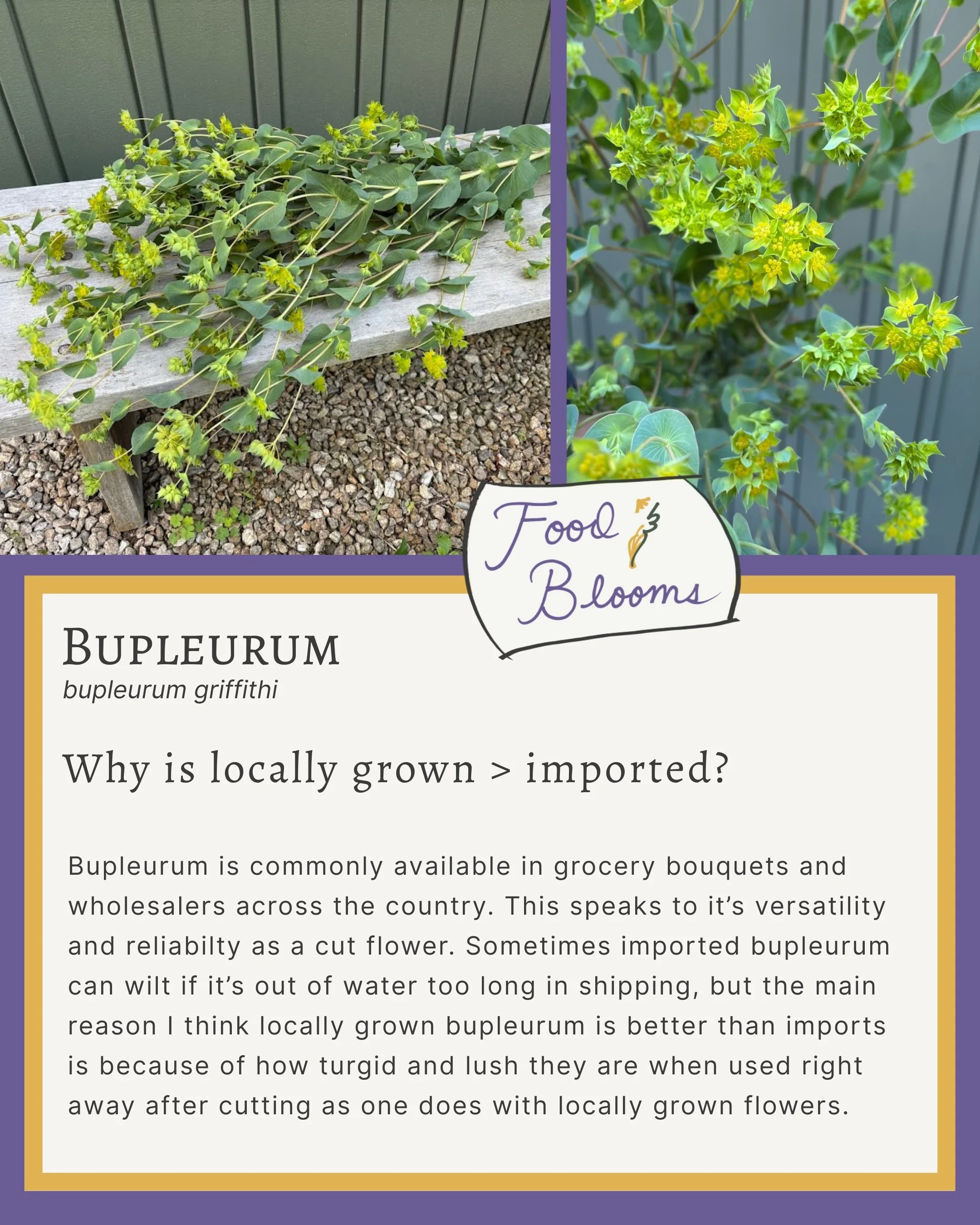 Bupleurum 3.jpg