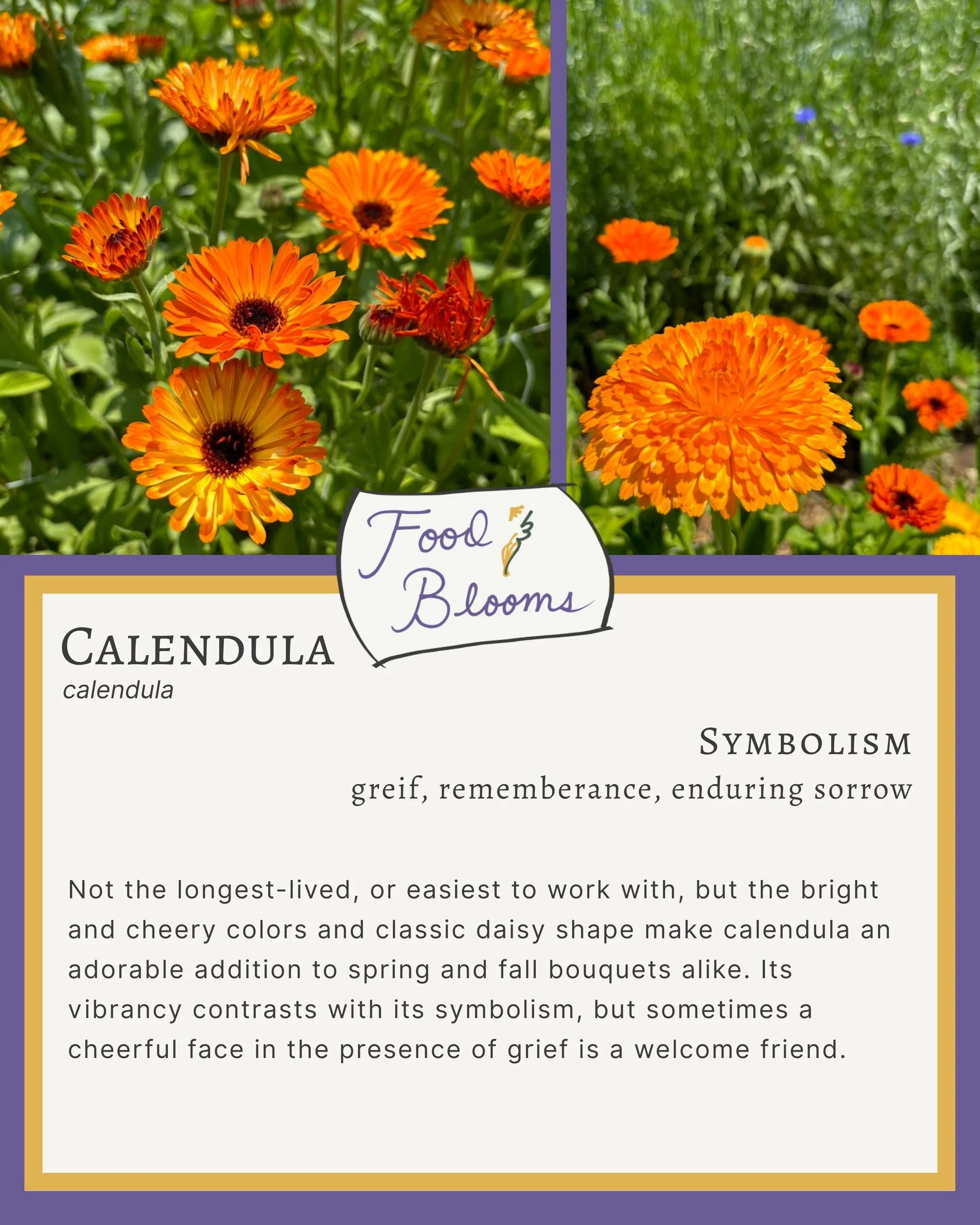 Calendula 2.jpg