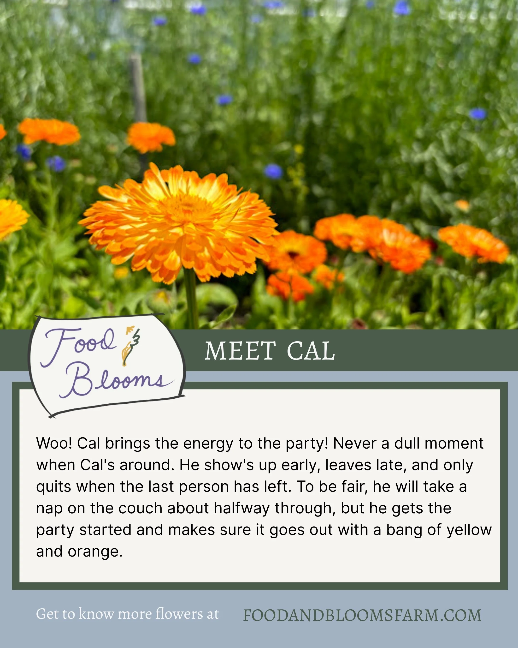 Meet Cal