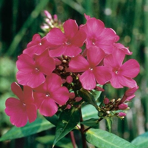 phlox+starfire.jpg