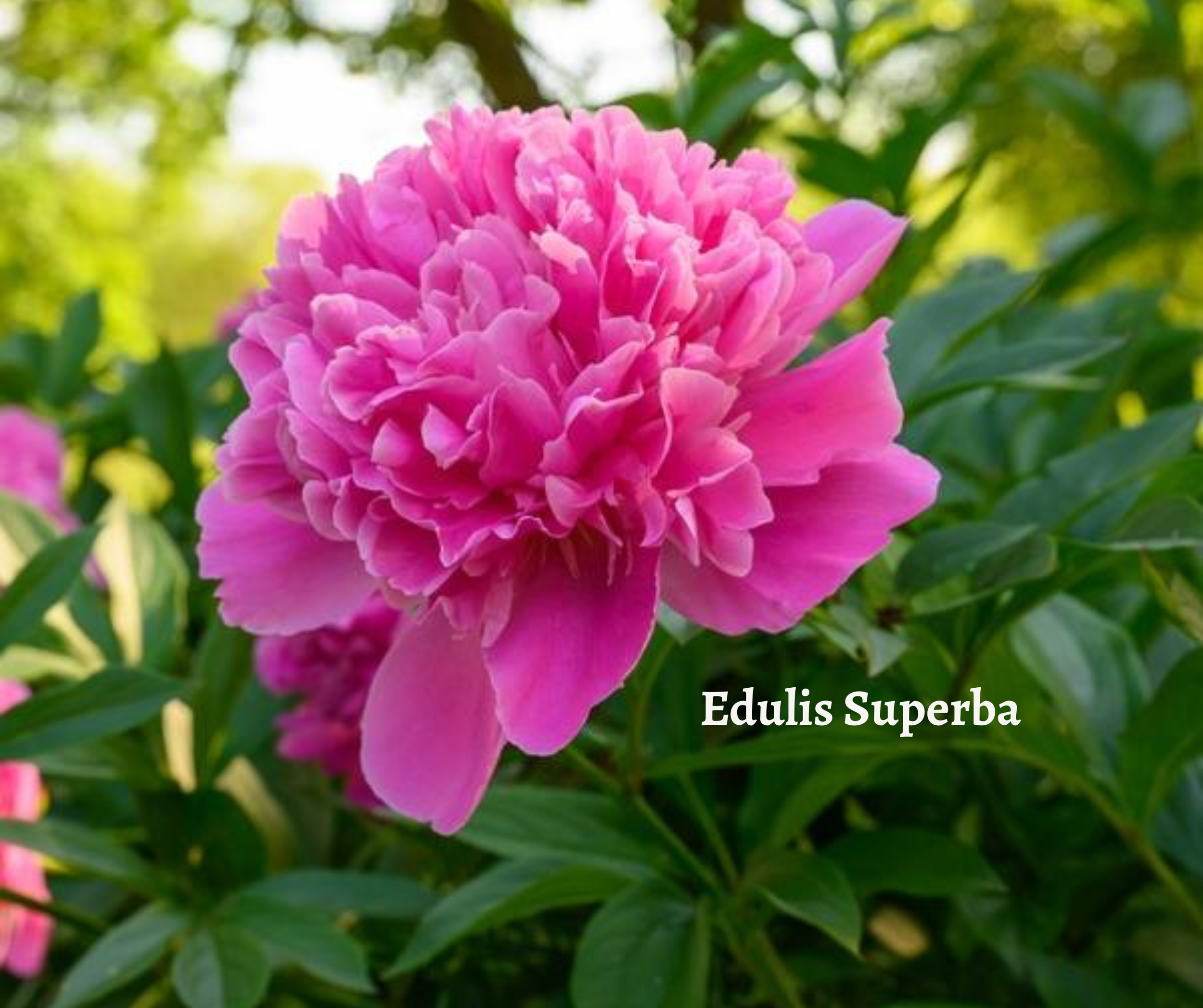 Edulis Superba.png