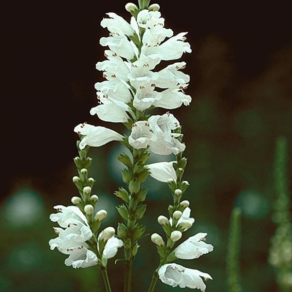 physostegia miss manners.jpg