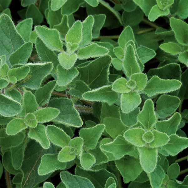 greek oregano.jpg