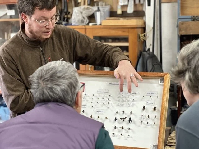 insect1 Large Medium.jpeg