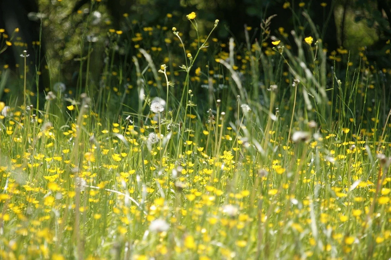 June 2026 letter - Pollen allergy