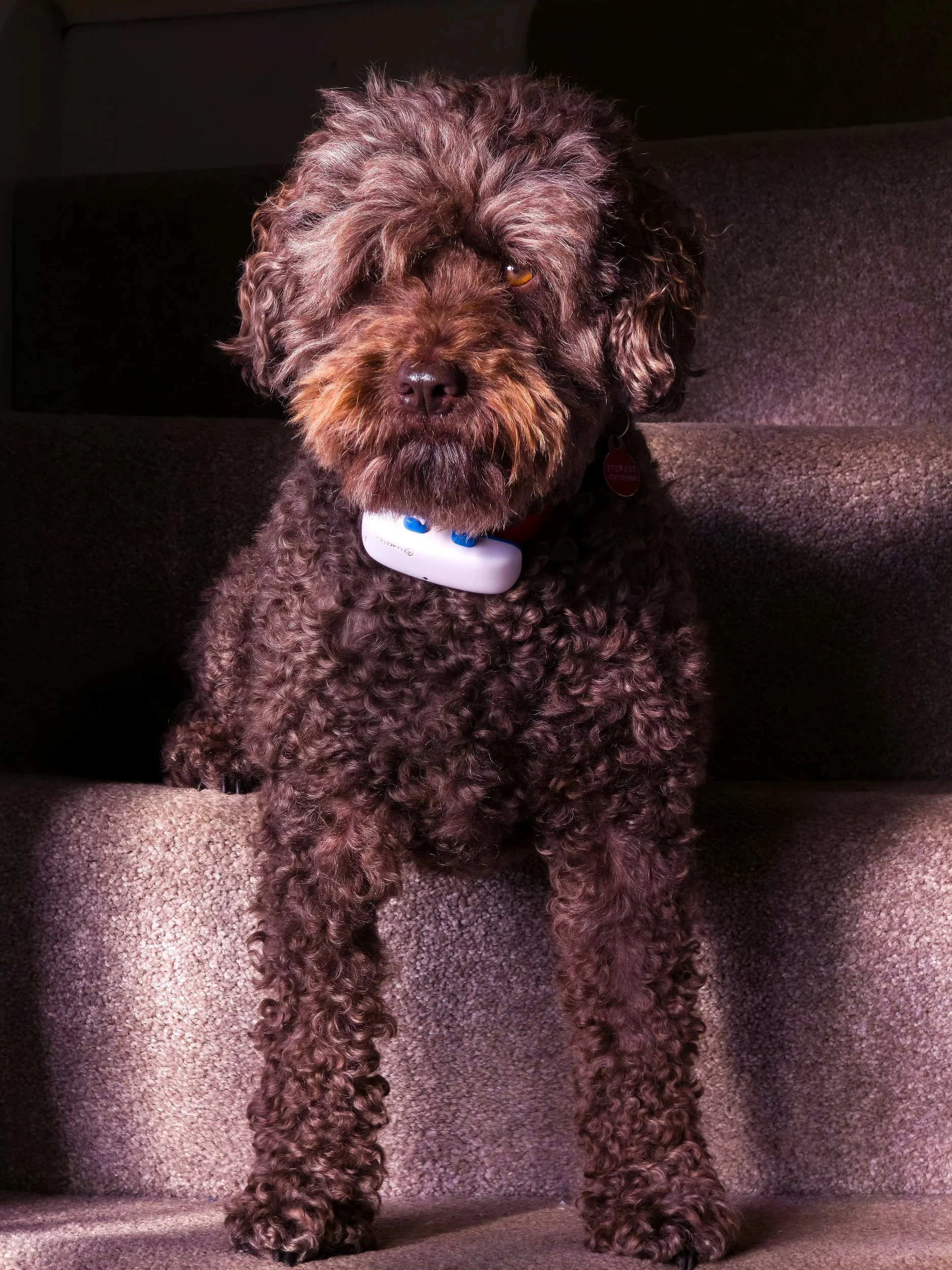 Curly brown dog miniature labradoodle waring a blue harness sitting on a textured surface outdoors with blurred background.