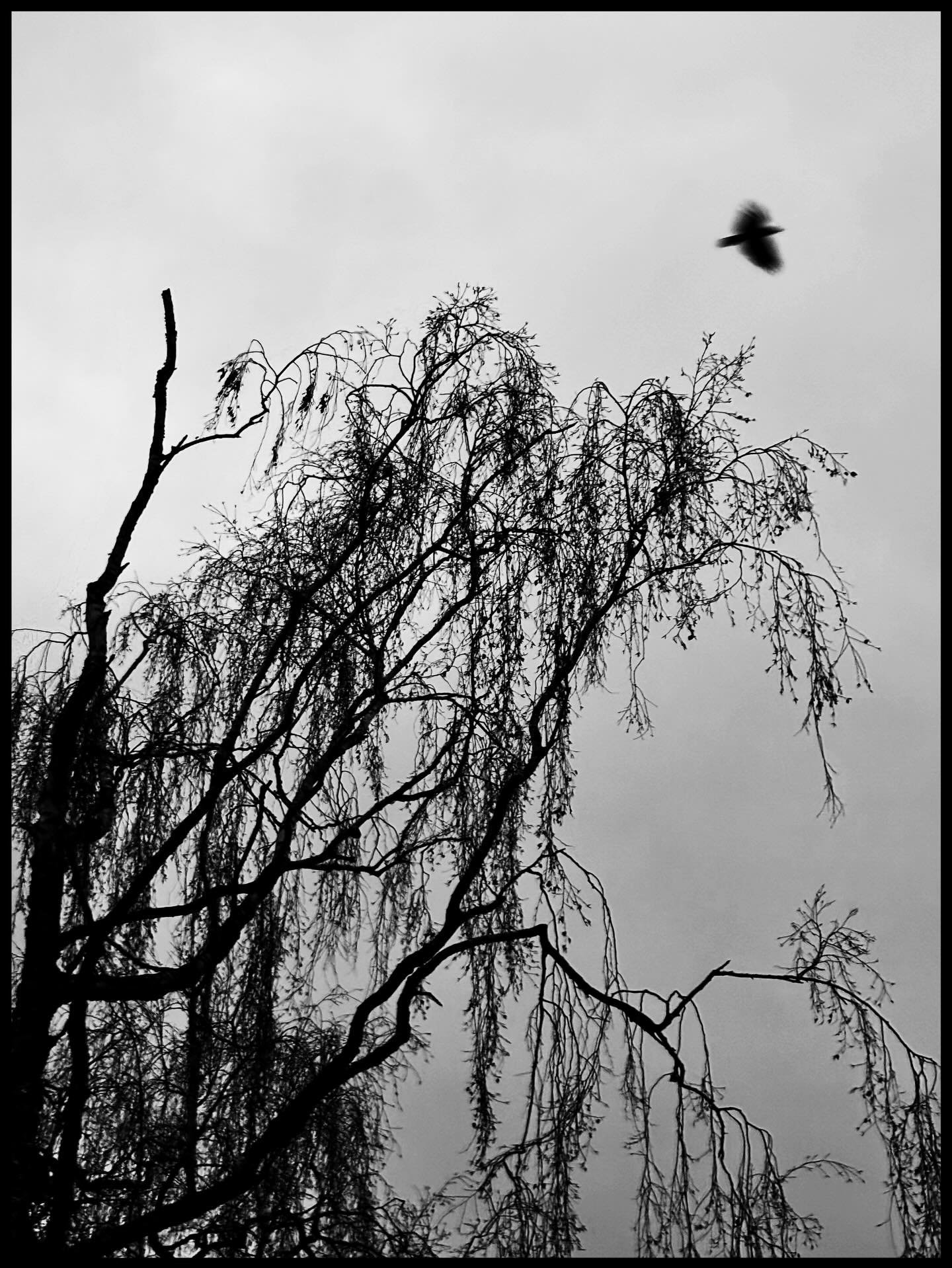 Getuige van kunst in natuur 🖤

Stilstaan.
Standpunt kiezen.
Wachten.
Kleine aanpassingen.
Geduld.
Beslissing maken. 
Doen.

Fotograferen leert me zoveel.
Want het leven is fotografie.

📷 Avondwandeling met Eos