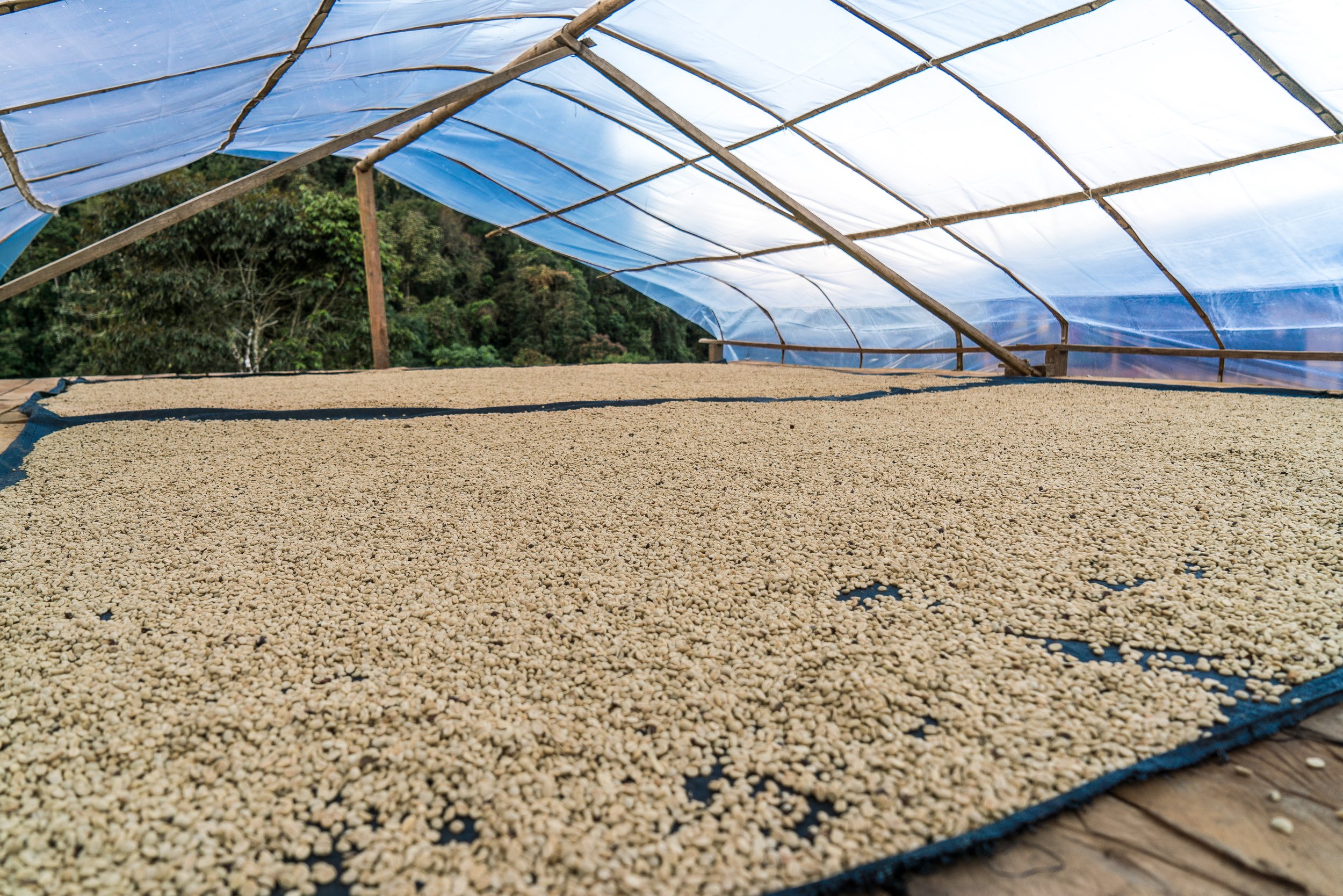 cafeimportsperuar-13-.jpg