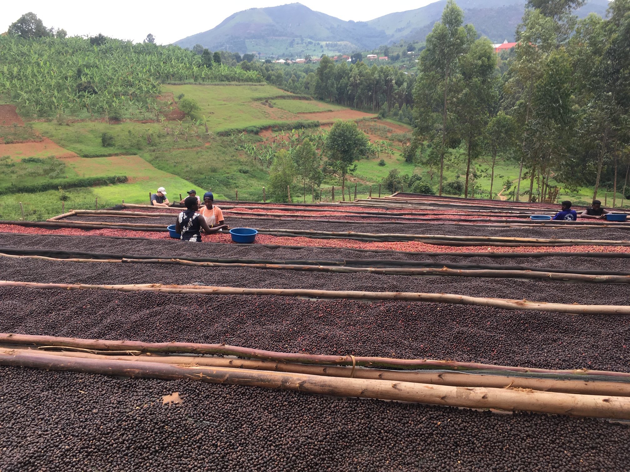 Cafe_Imports_Uganda_Gorilla_Summit11-2021-12-09-143412.jpg