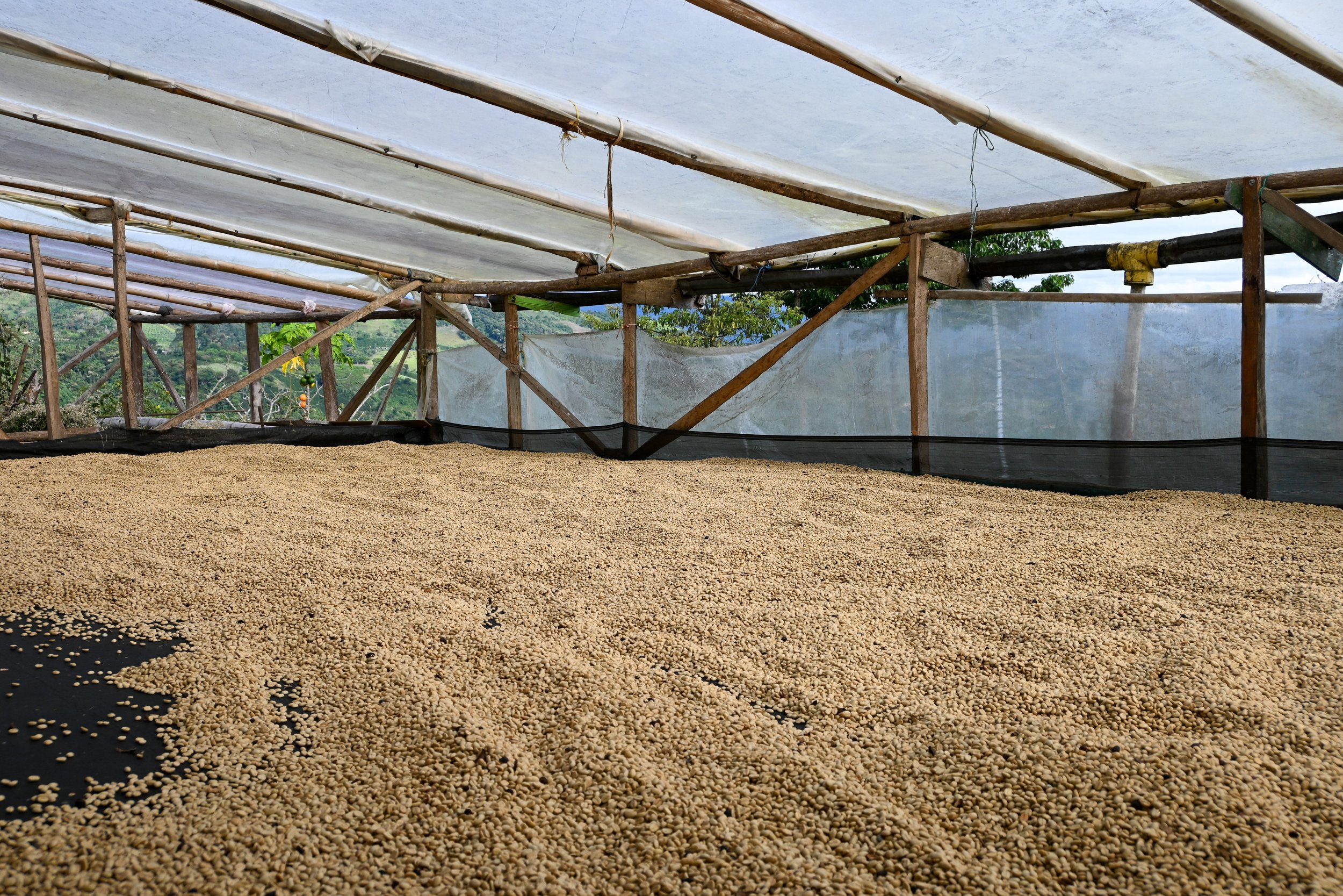 Cafe_Imports_Colombia_DP-2022-05-10-125647.jpg