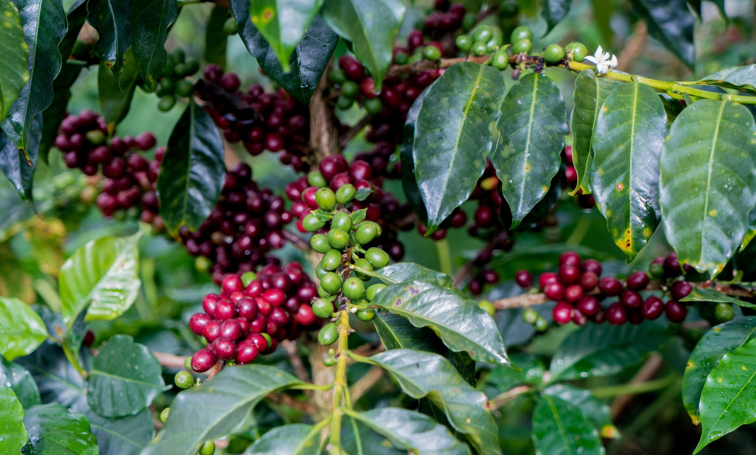 cafeimportsperuar-5-.jpg