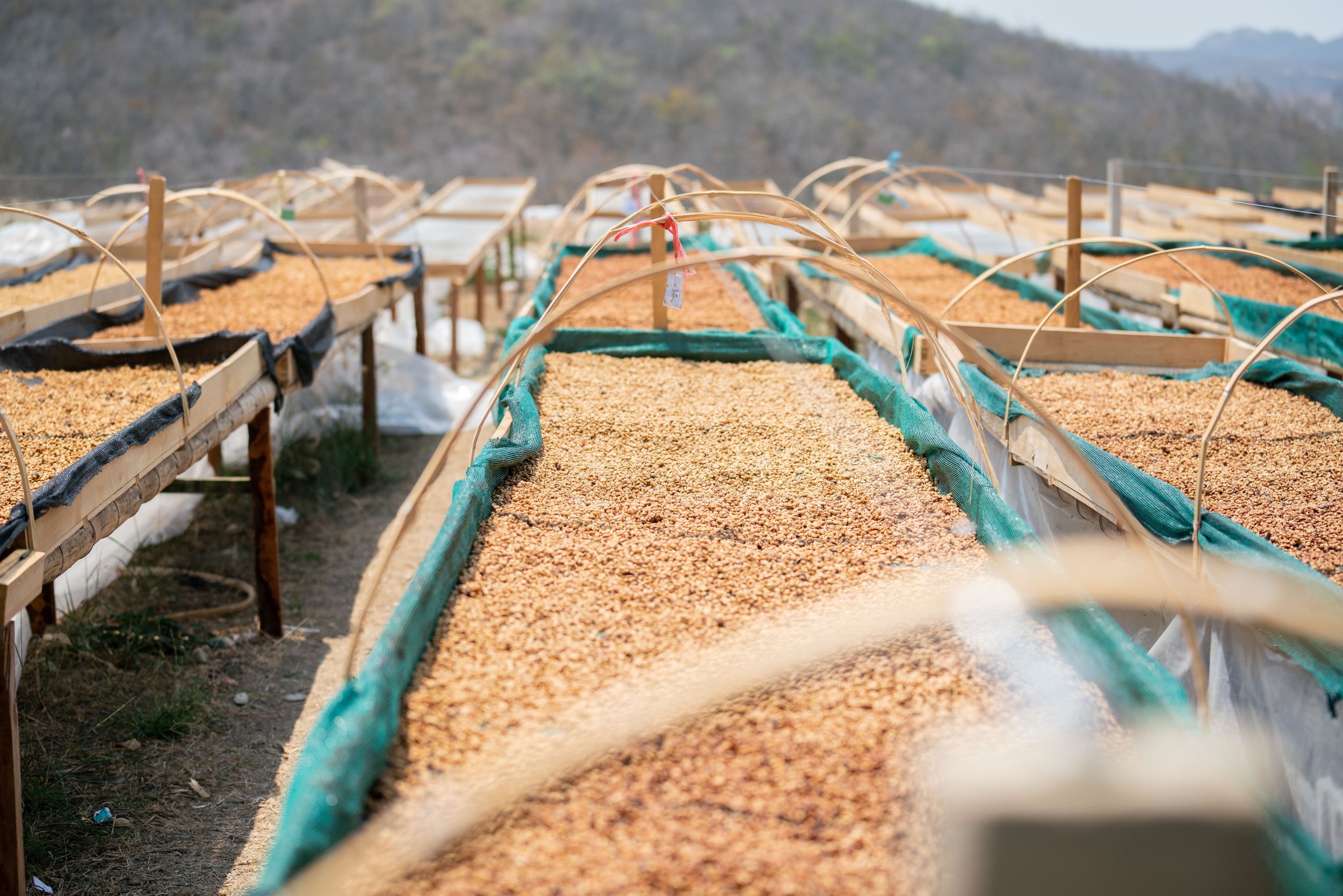 Cafe_Imports_Peru_Microlot-2022-05-03-035937.jpg