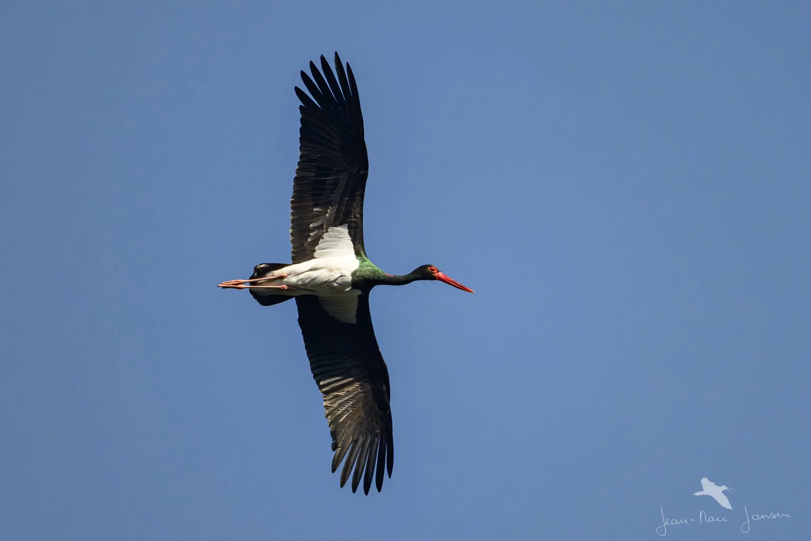 20250411_174908_CogogneNoire_Avril2025_JZ8_3663-Avec accentuation-Bruit_1080.jpg