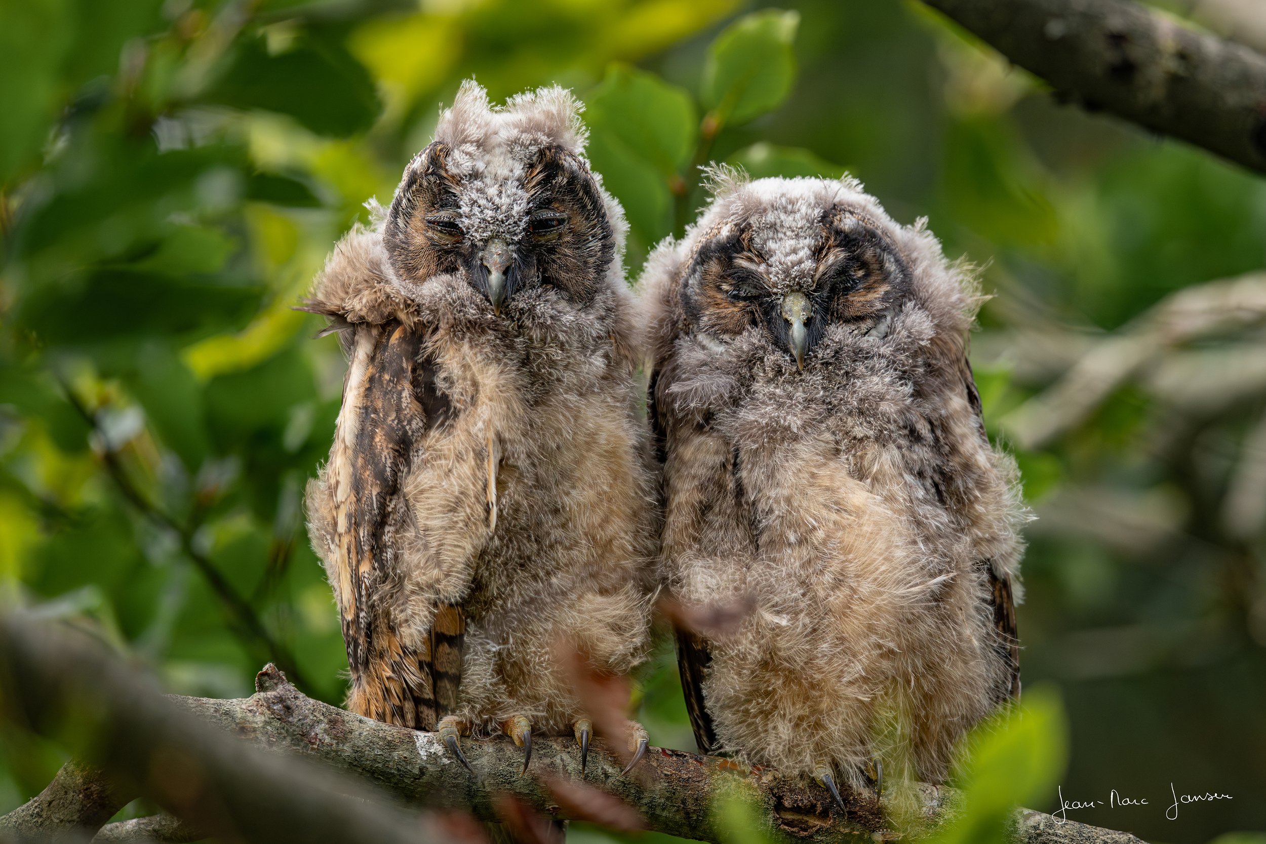 Tire_Jeunes_Hiboux_MoyenDuc_Juin2020Jean-MarcJANSEN_J85_31444K.jpg