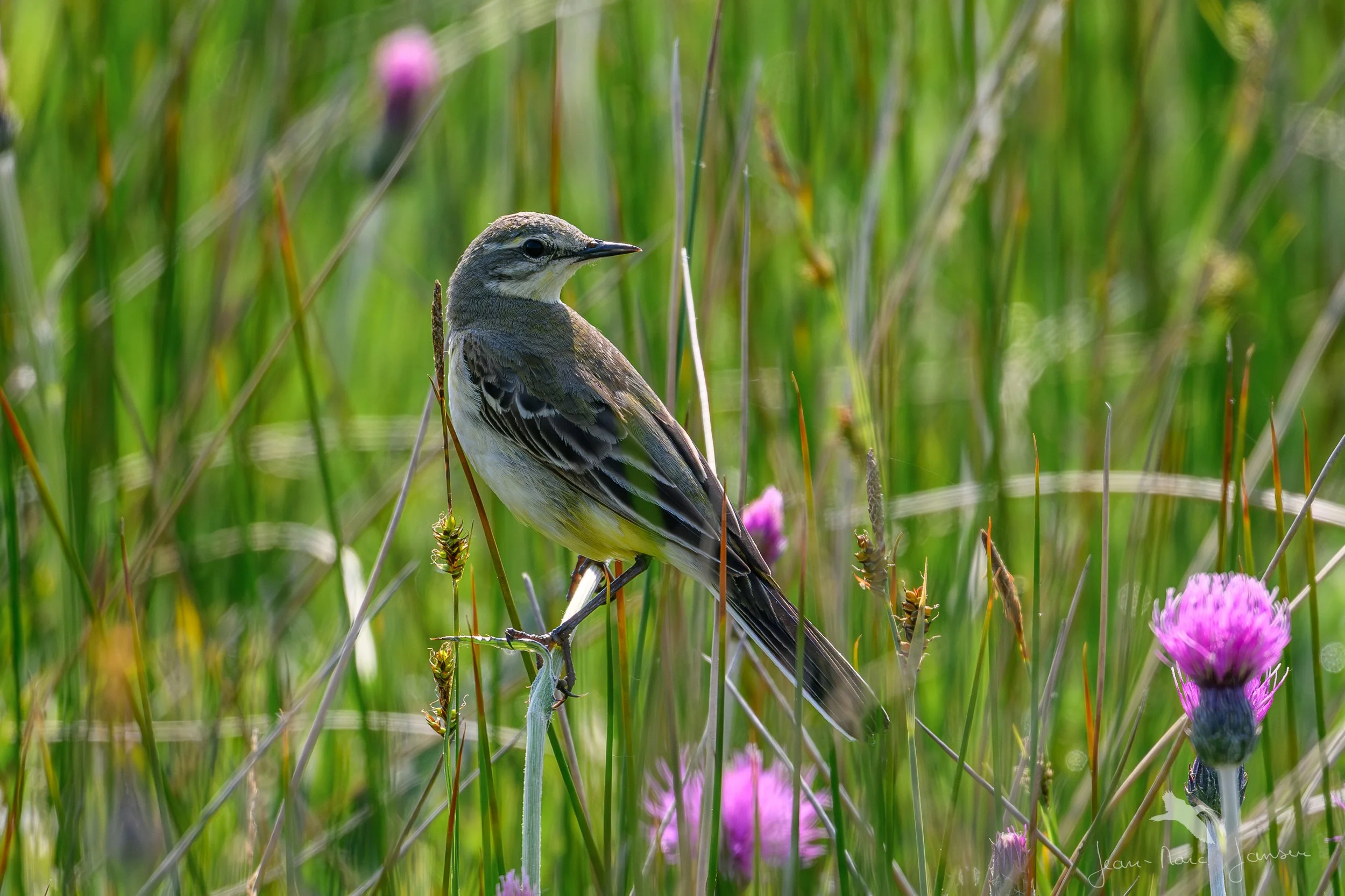 20000101_185524_JZ8_4251-Avec accentuation-Bruit_4K.jpg