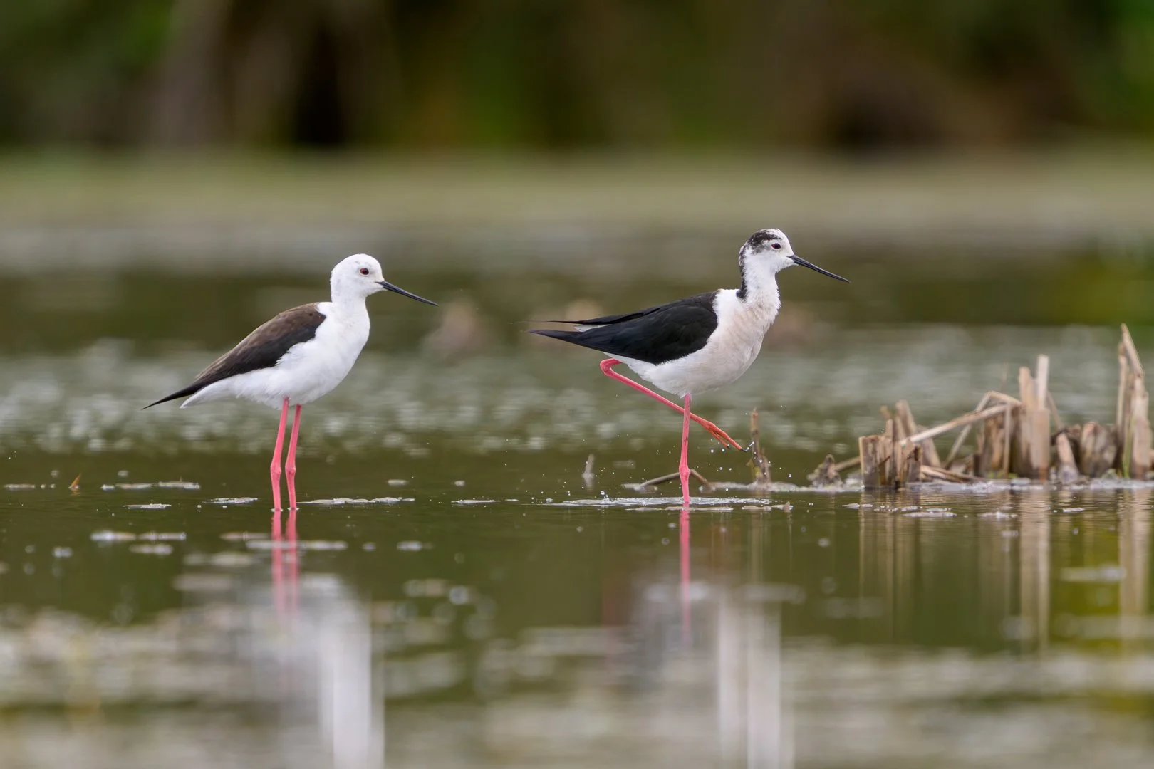 20250506_131746_JZ9_7507-Avec accentuation-Bruit_1080.jpg