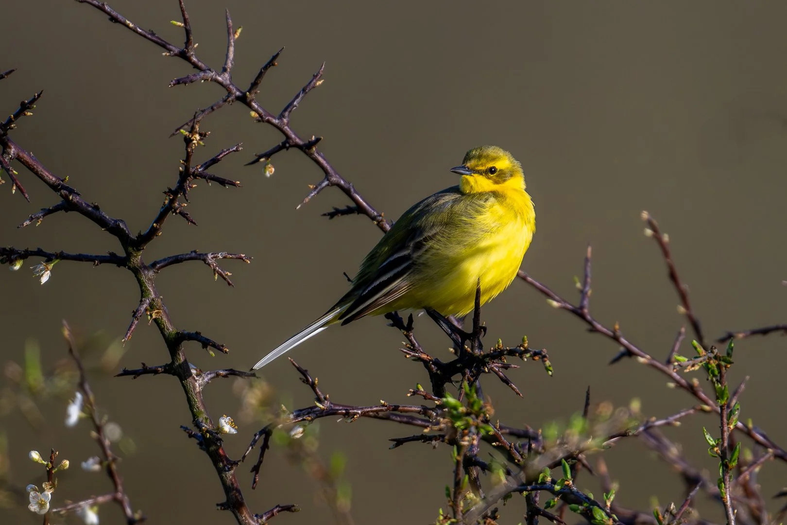 20230414_193828_Flaveole_JZ9_1669-Avec accentuation-Bruit_1080.jpg